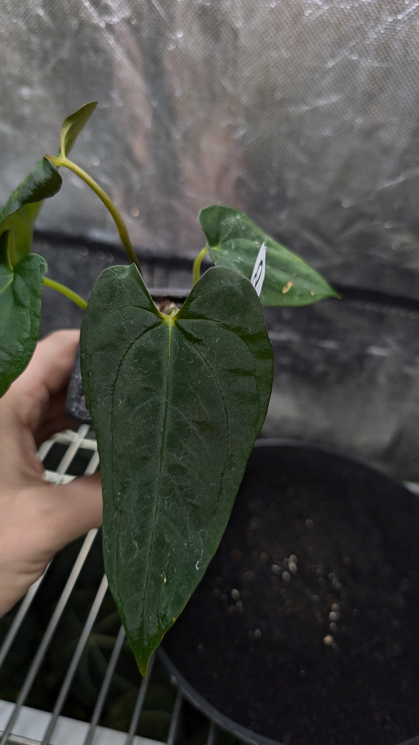 Anthurium Papillilaminum 'Fort Sherman'
