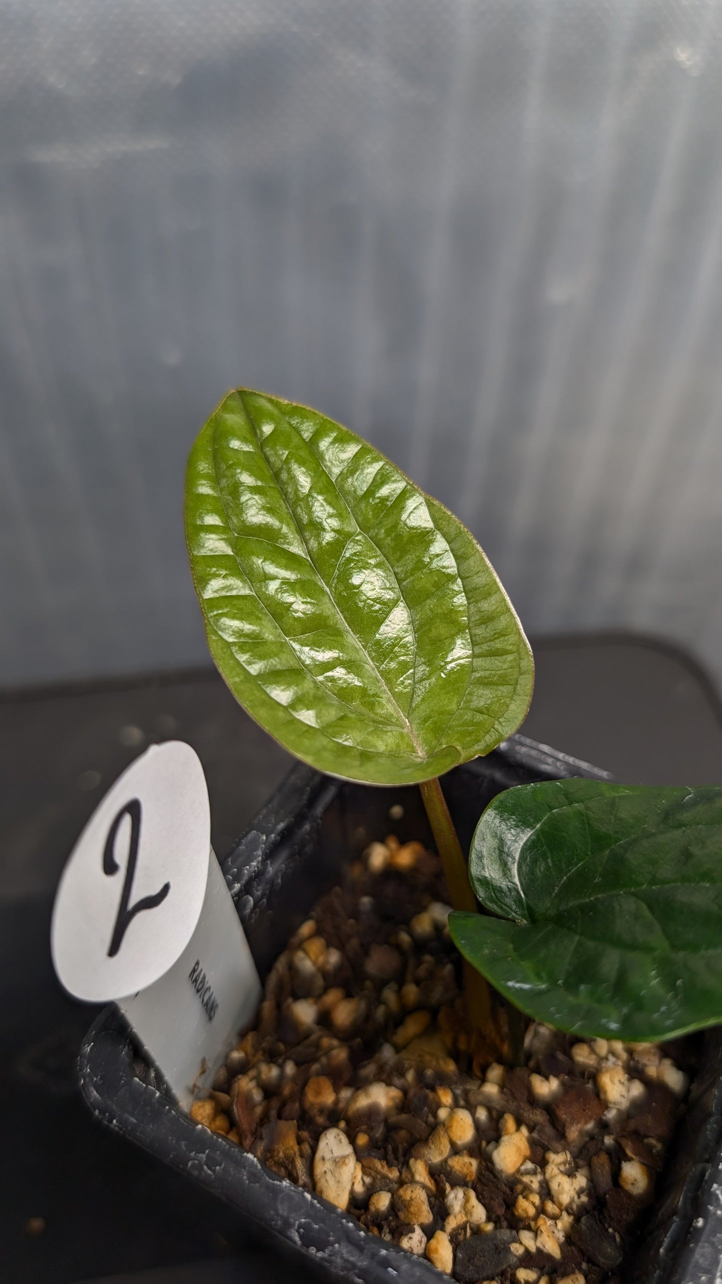 Anthurium Radicans clone