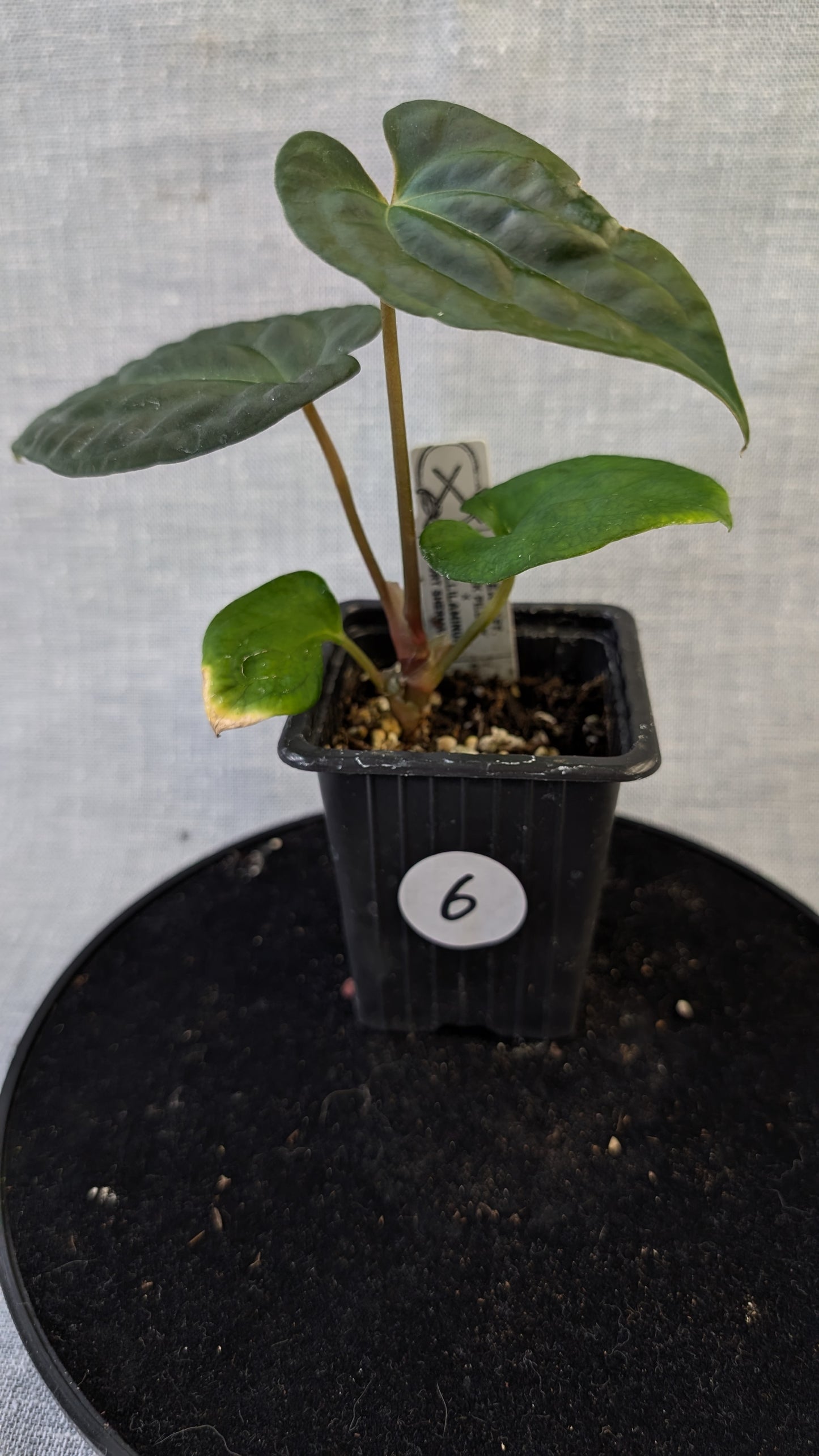 Anthurium Besseae aff 'Black Pillow' x Papillilaminum 'Fort Sherman' seedlings