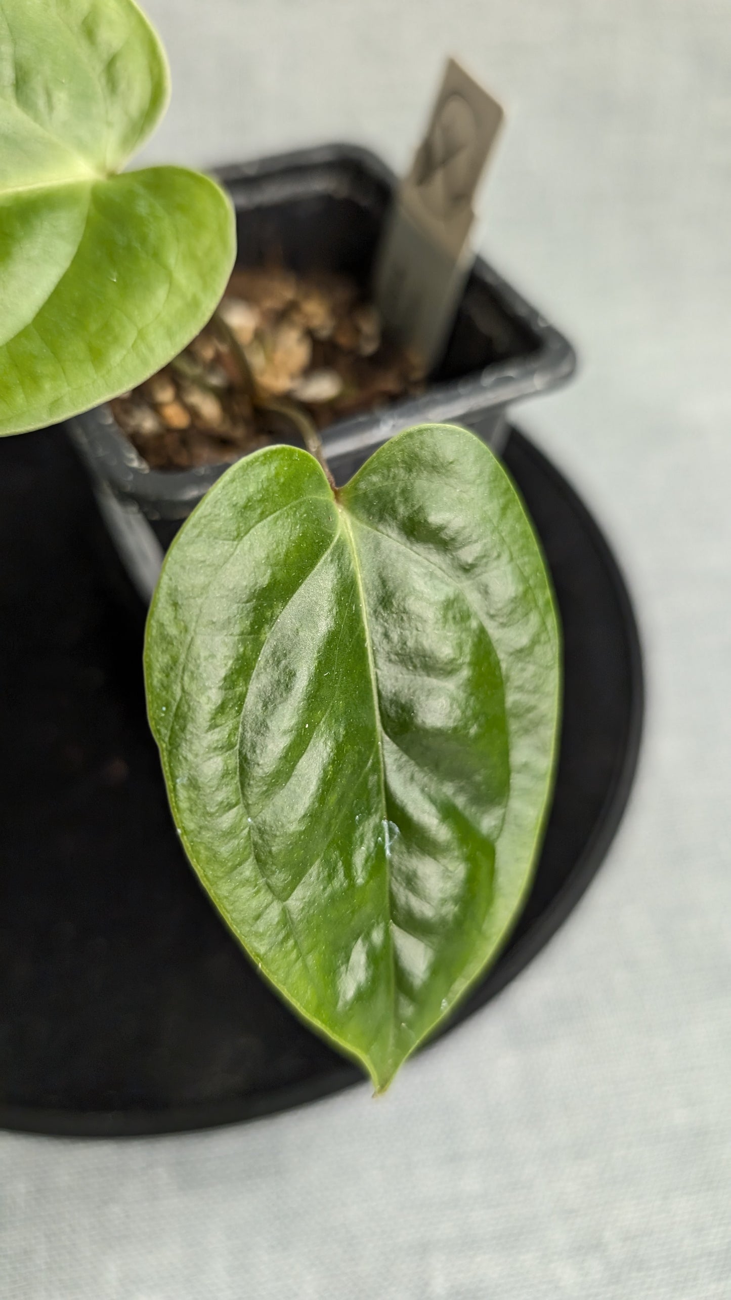 Anthurium Veitchii x Radicans (Unique Curious Plants-cross)
