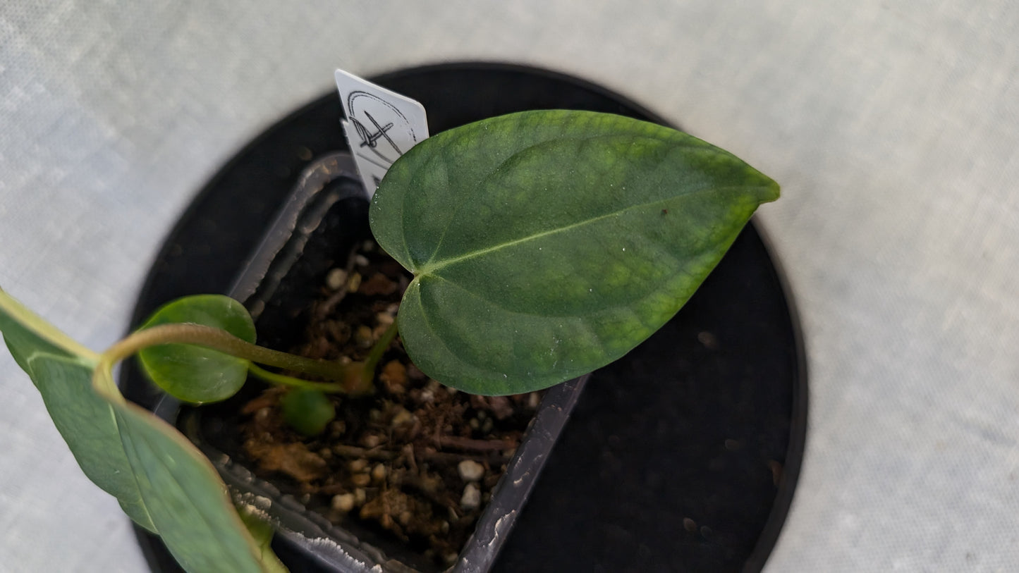Anthurium Regale 'Dream Catcher' x Mr. Worldwide