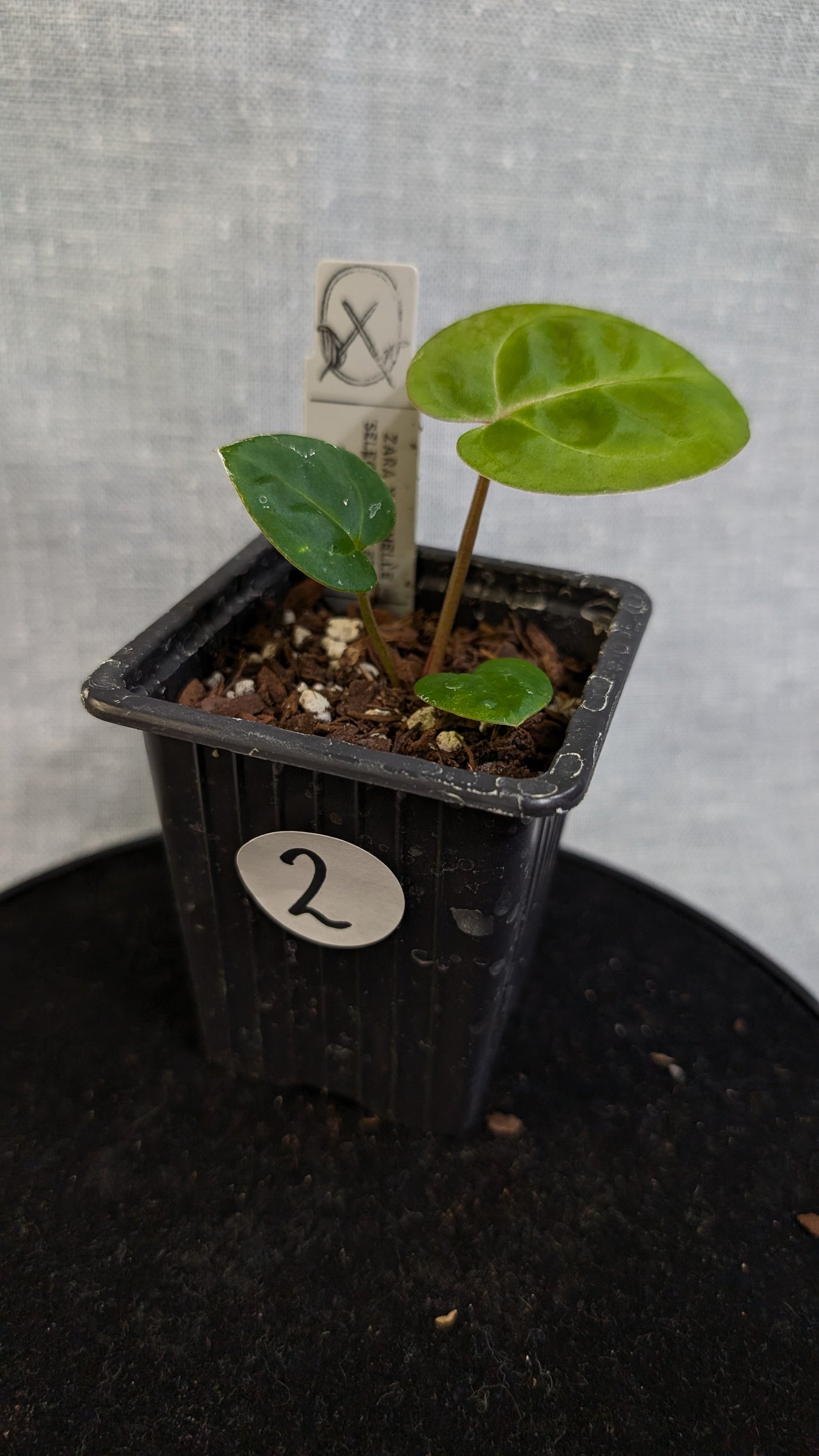 Anthurium Doc Block 'Zara' x 'Michelle' Selected Dark Form x Besseae aff. 'Black Pillow'