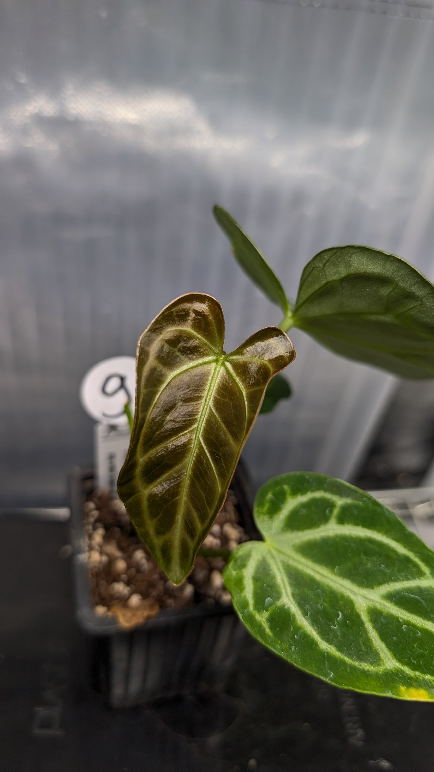 Anthurium Regale 'Dream Catcher' x 'Silver Shield'