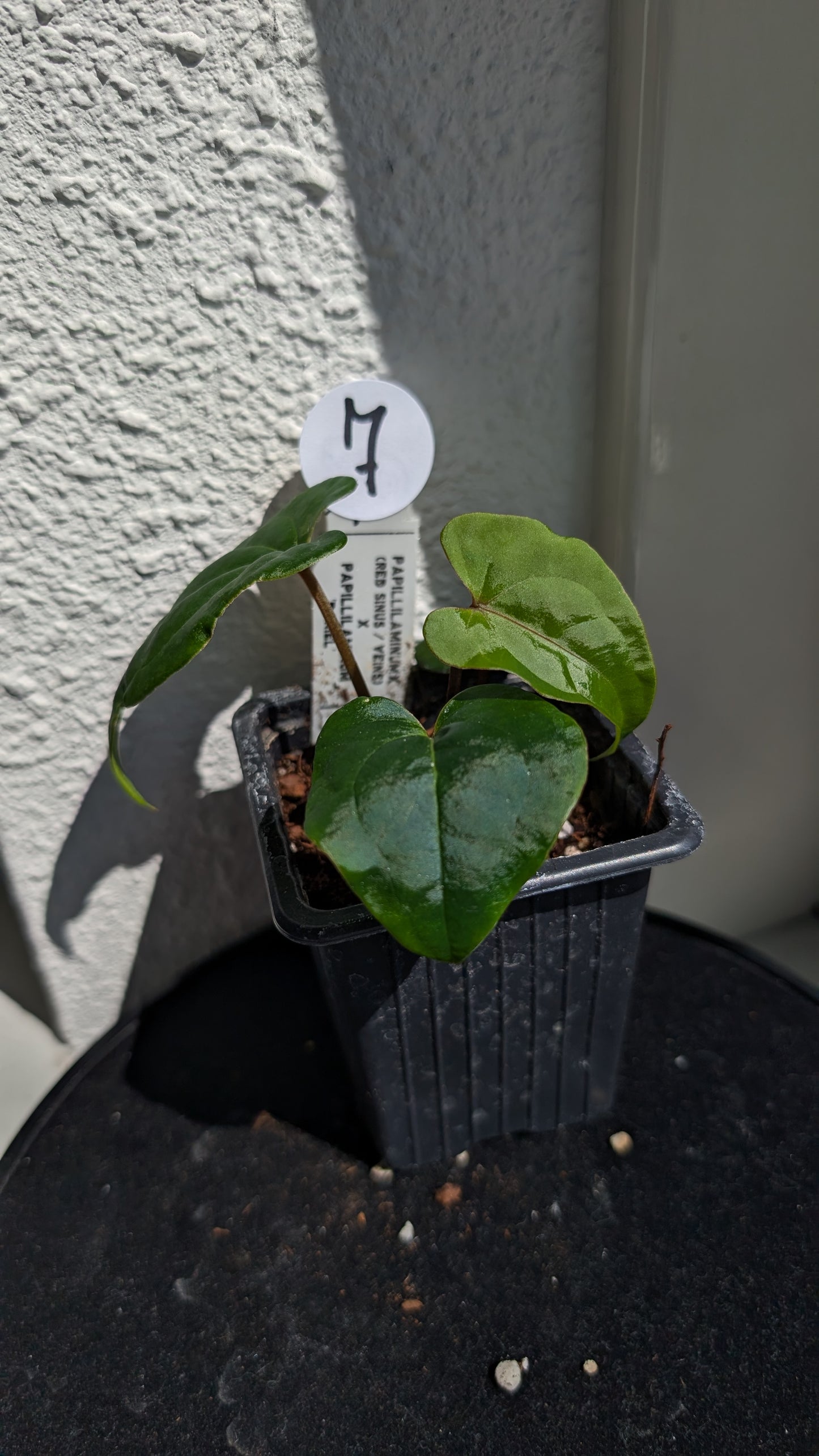 Anthurium PapillilaminumX (Red Sinus / Veins) x Papillilaminum 'Daniel'