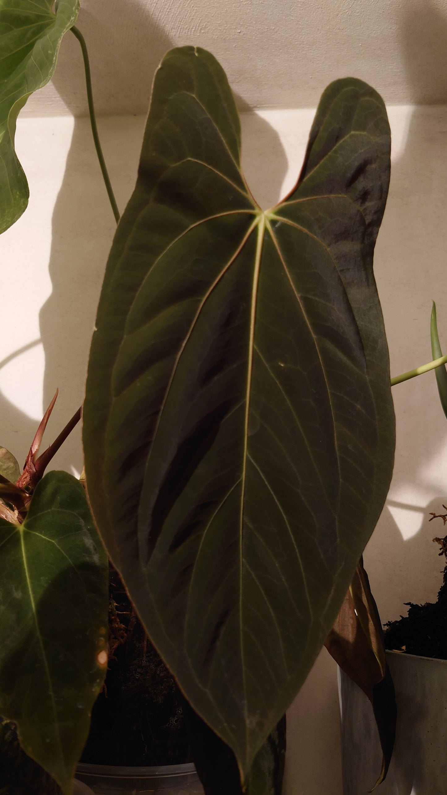Anthurium Papillilaminum 'Fort Sherman' x Mr. Worldwide