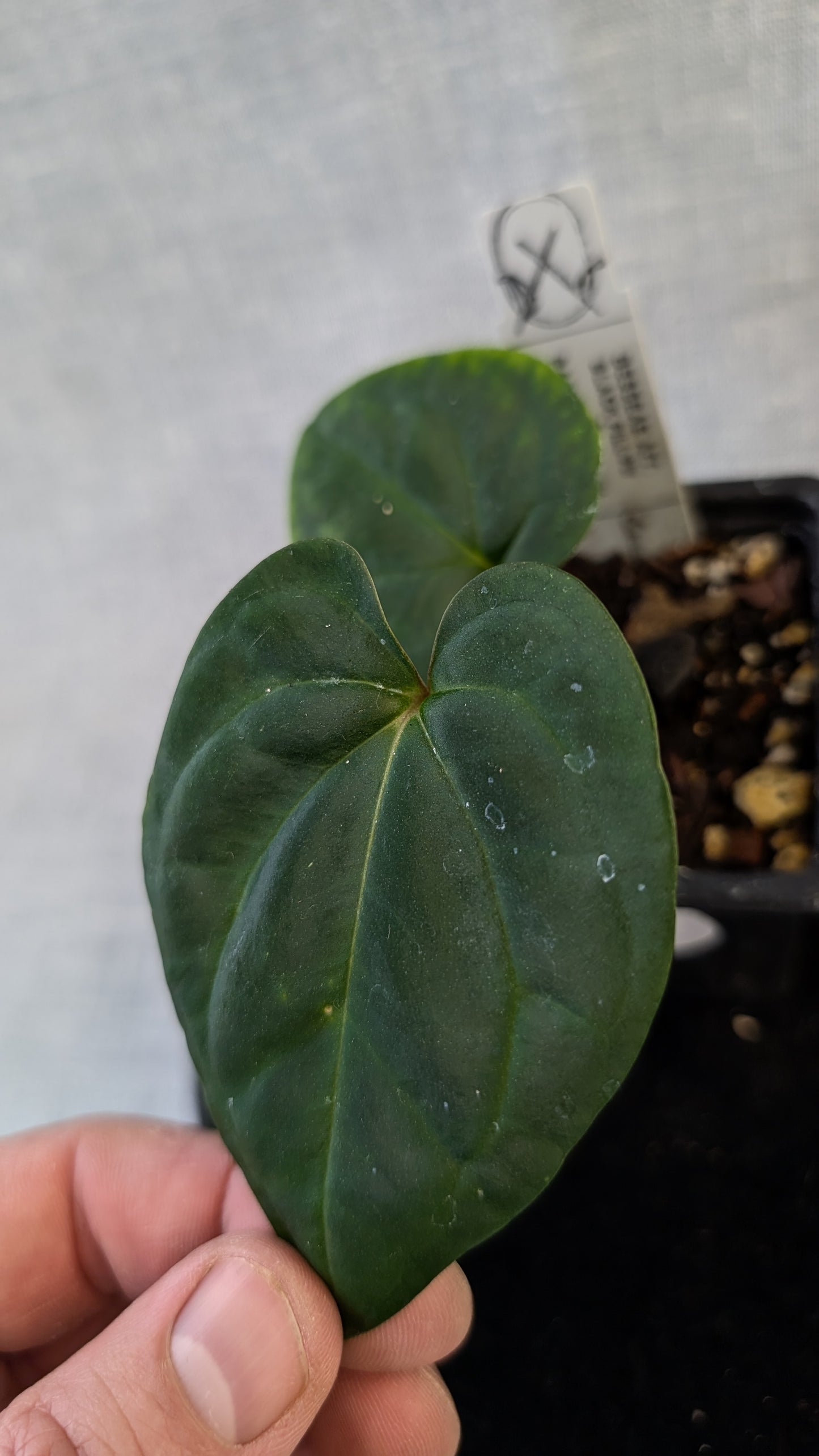 Anthurium Besseae aff 'Black Pillow' x Papillilaminum 'Fort Sherman' seedlings
