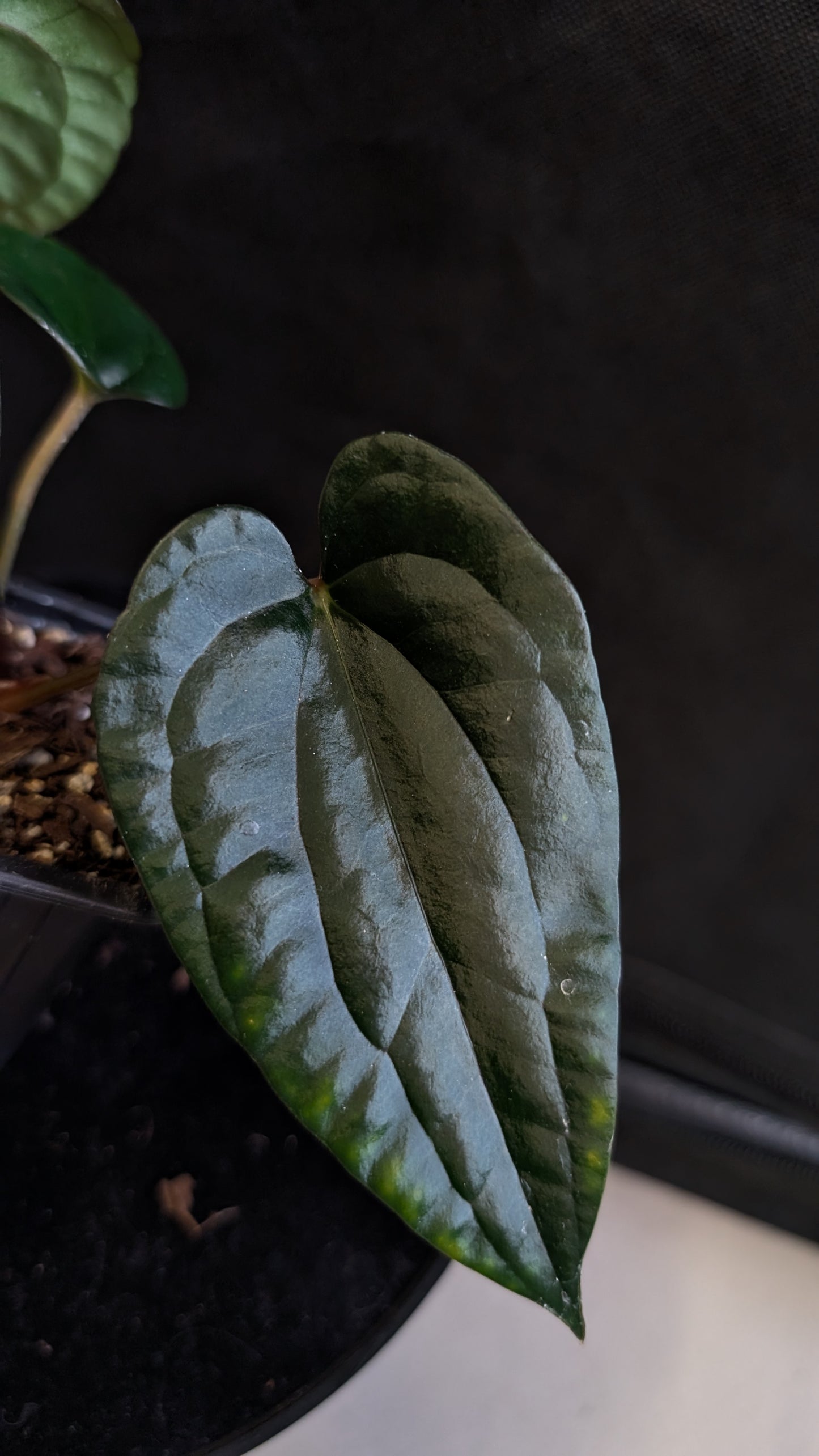 Anthurium Luxurians x Papillilaminum 'Fort Sherman'