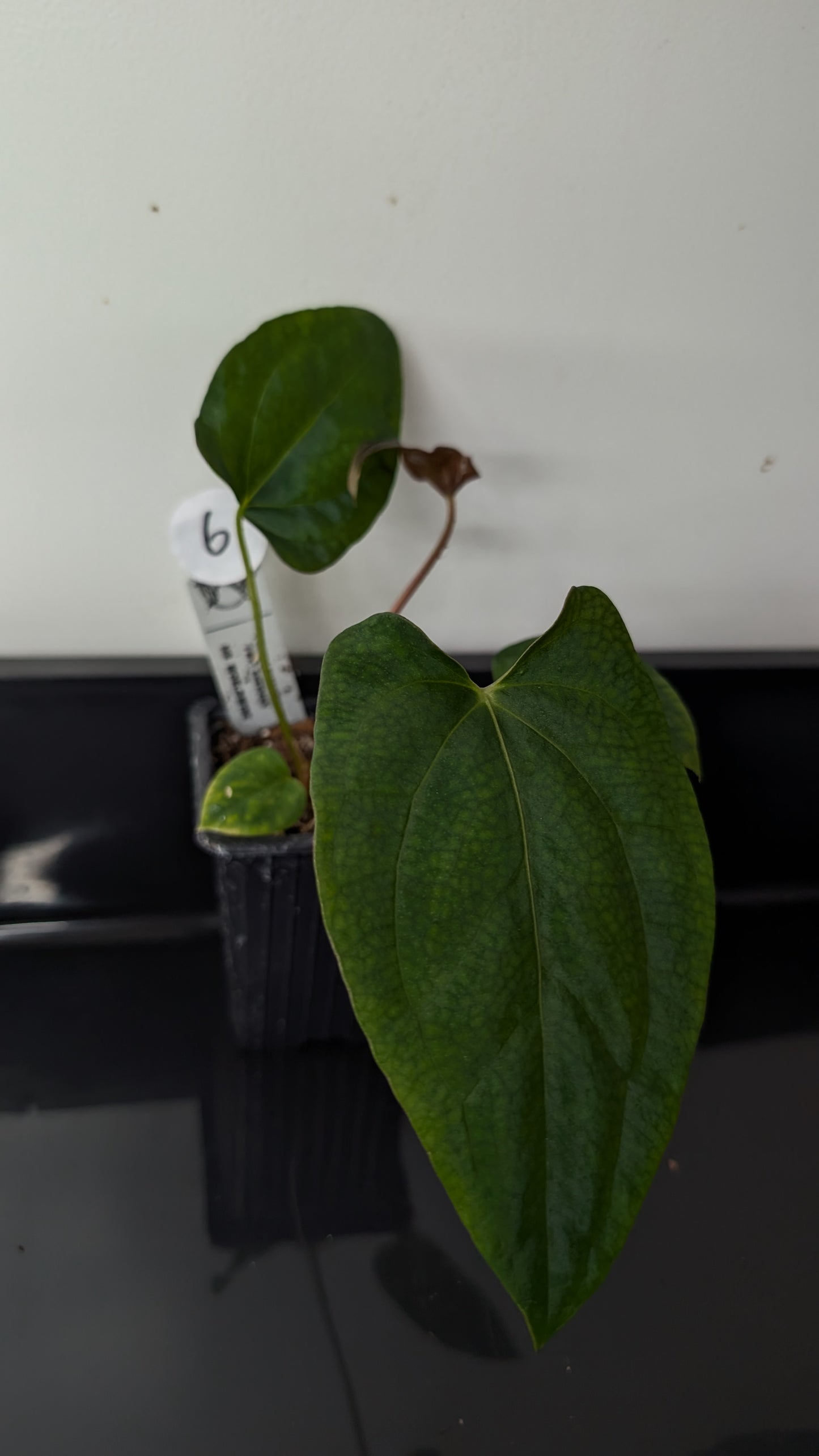 Anthurium Papillilaminum 'Fort Sherman' x Mr. Worldwide