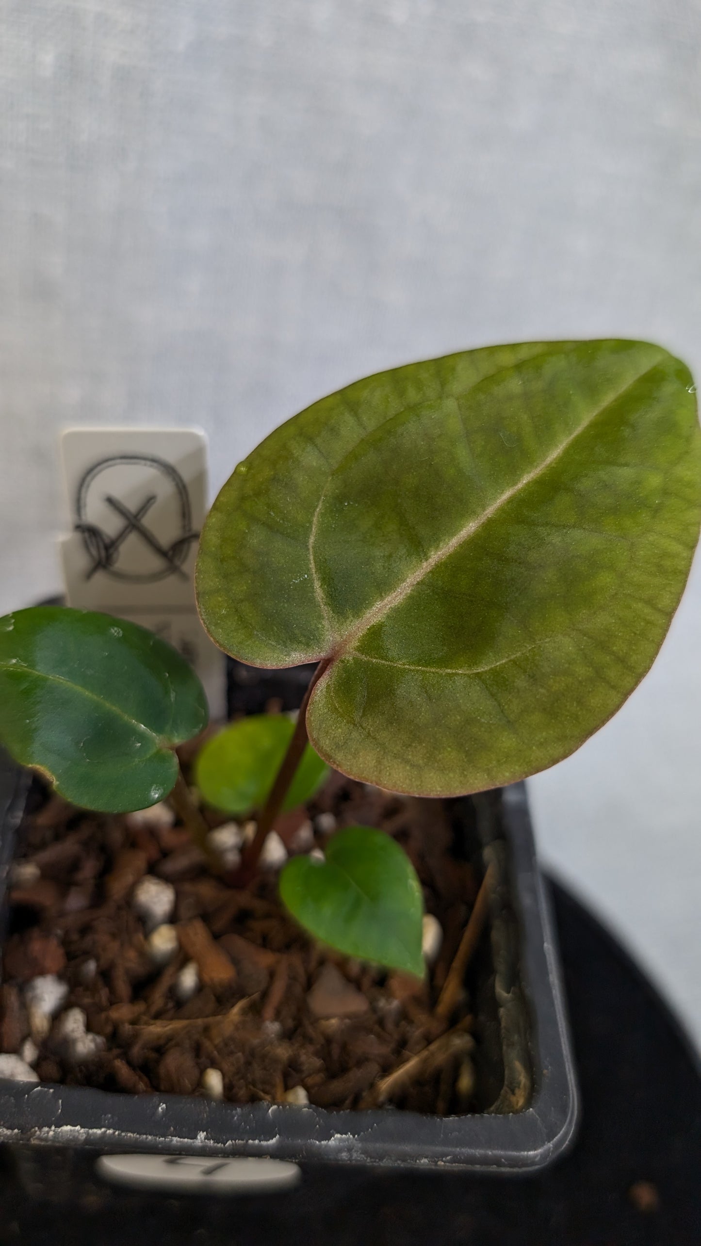 Anthurium Doc Block 'Zara' x 'Michelle' Selected Dark Form x Besseae aff. 'Black Pillow'