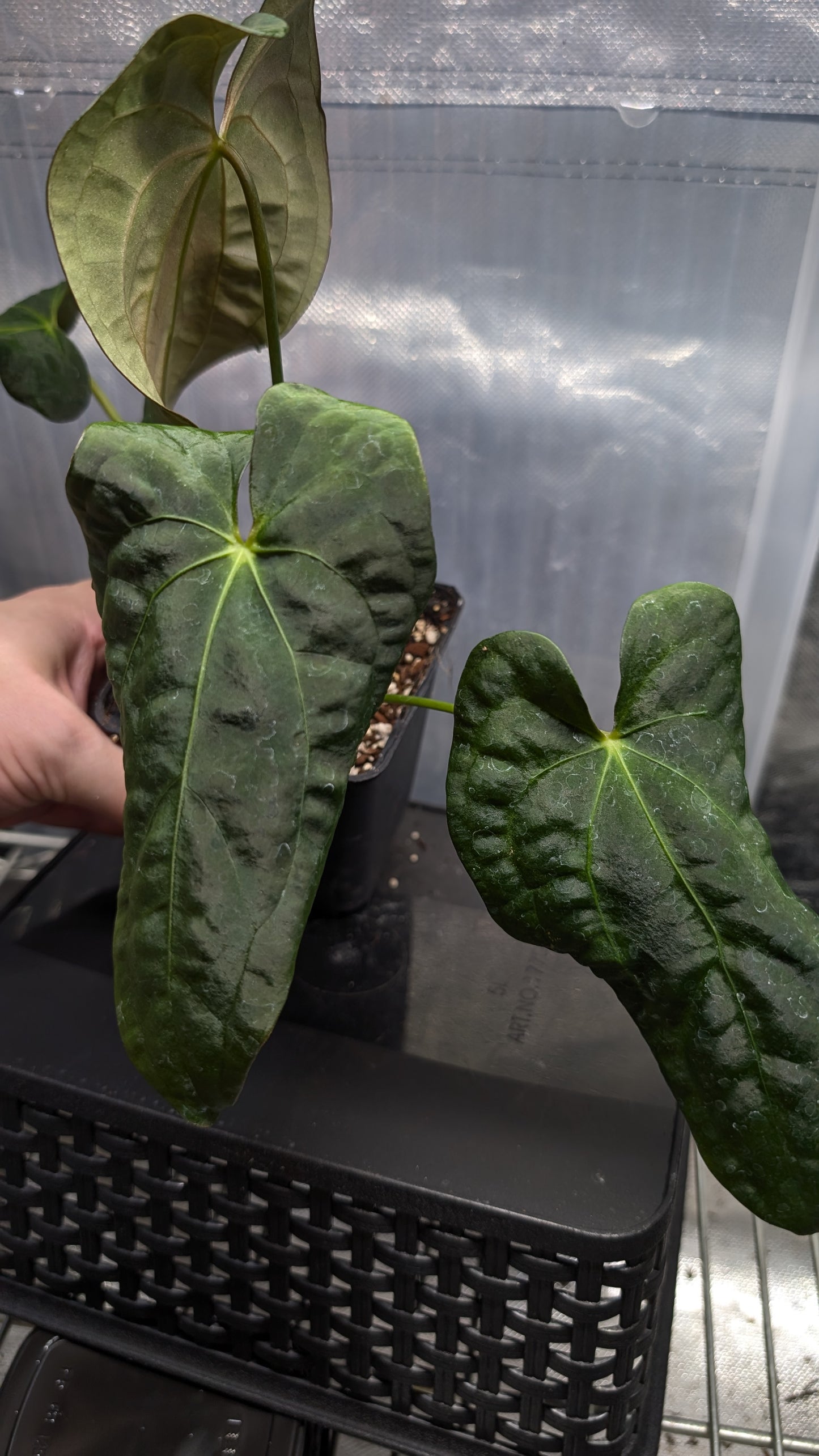 Anthurium Papillilaminum 'Daniel' x Ace of Spagetii