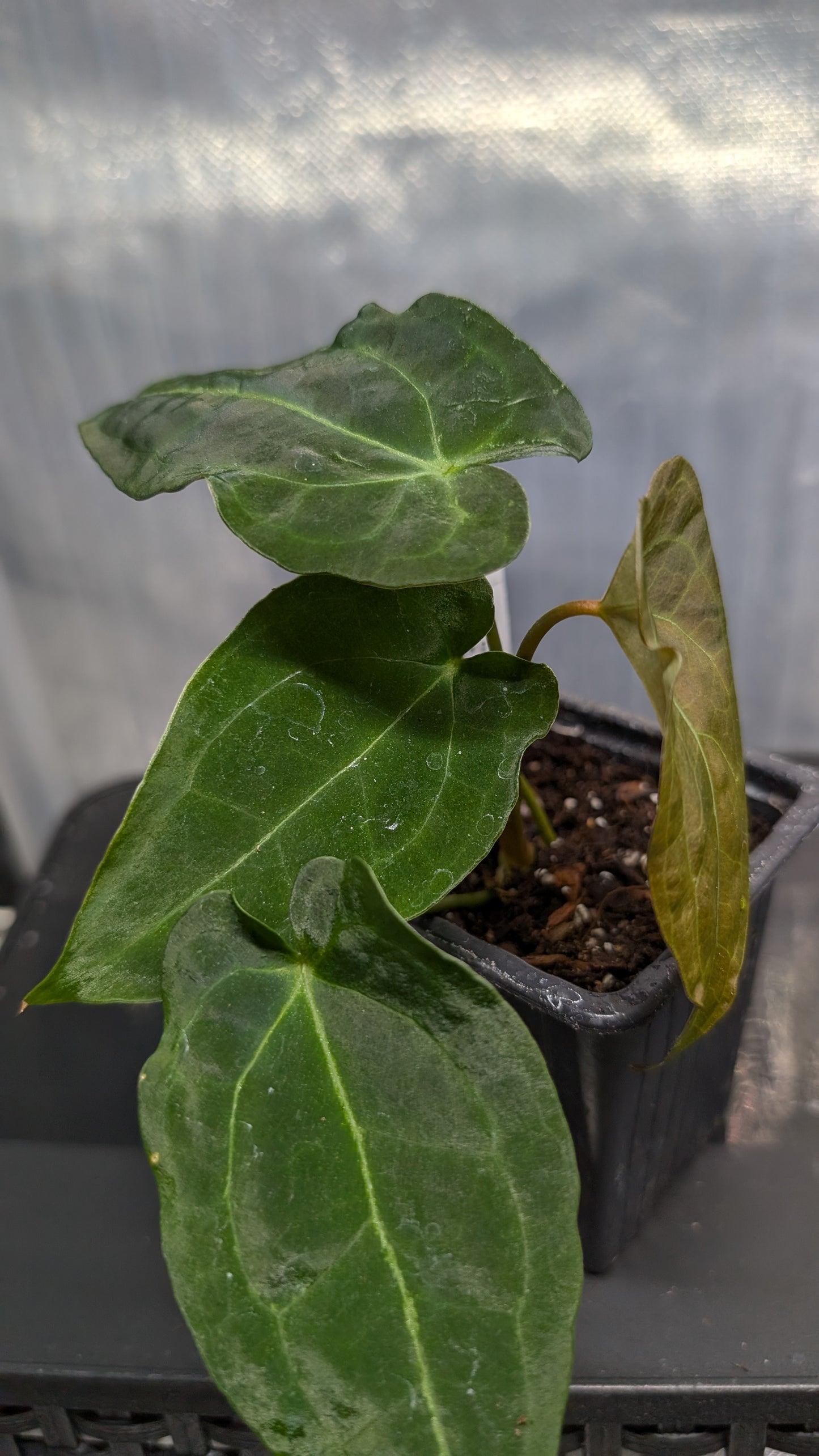 Anthurium Ace of Spagetii F2 (Ace of Spades x Forgetii) F2