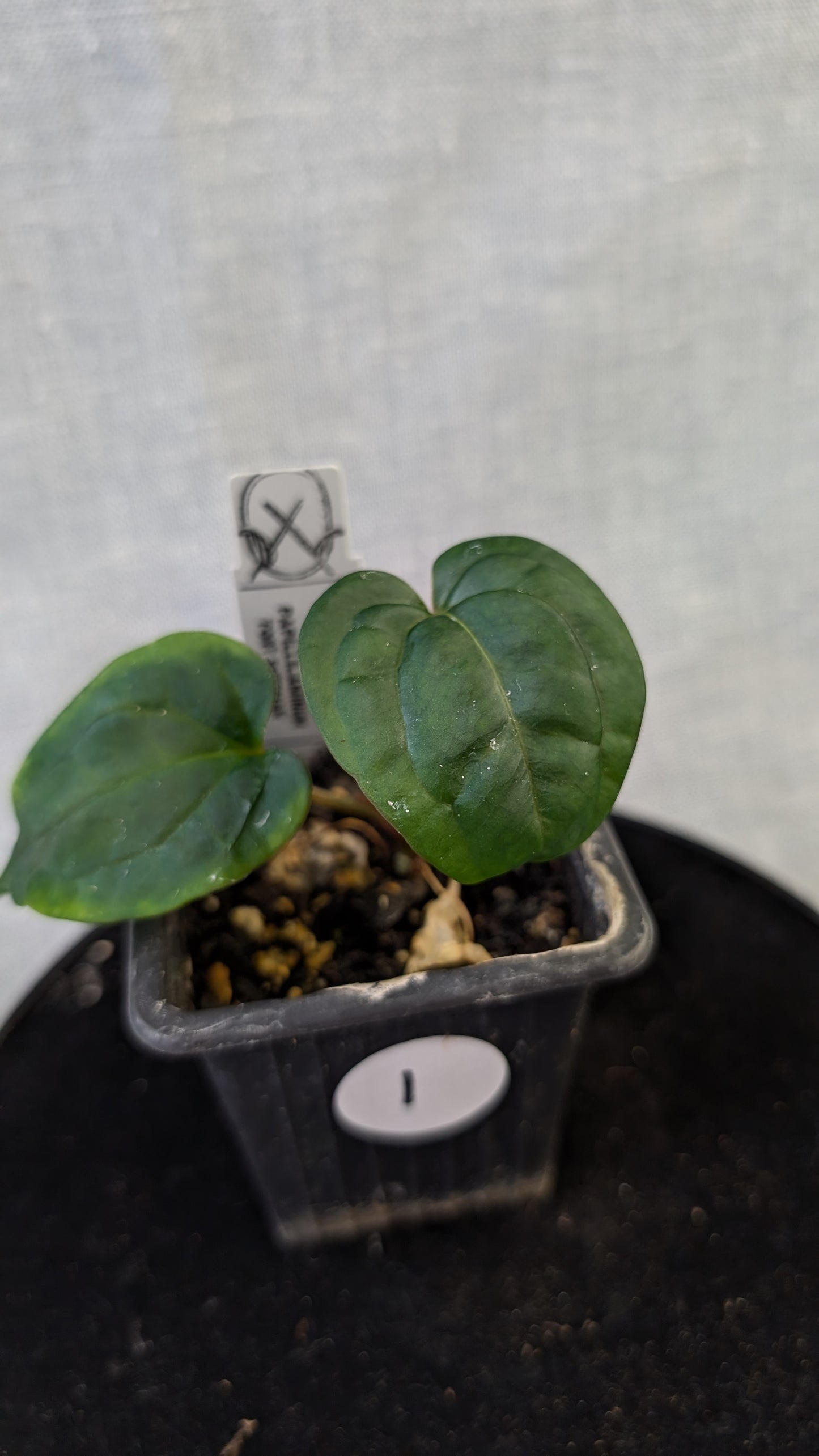 Anthurium Besseae aff 'Black Pillow' x Papillilaminum 'Fort Sherman' seedlings