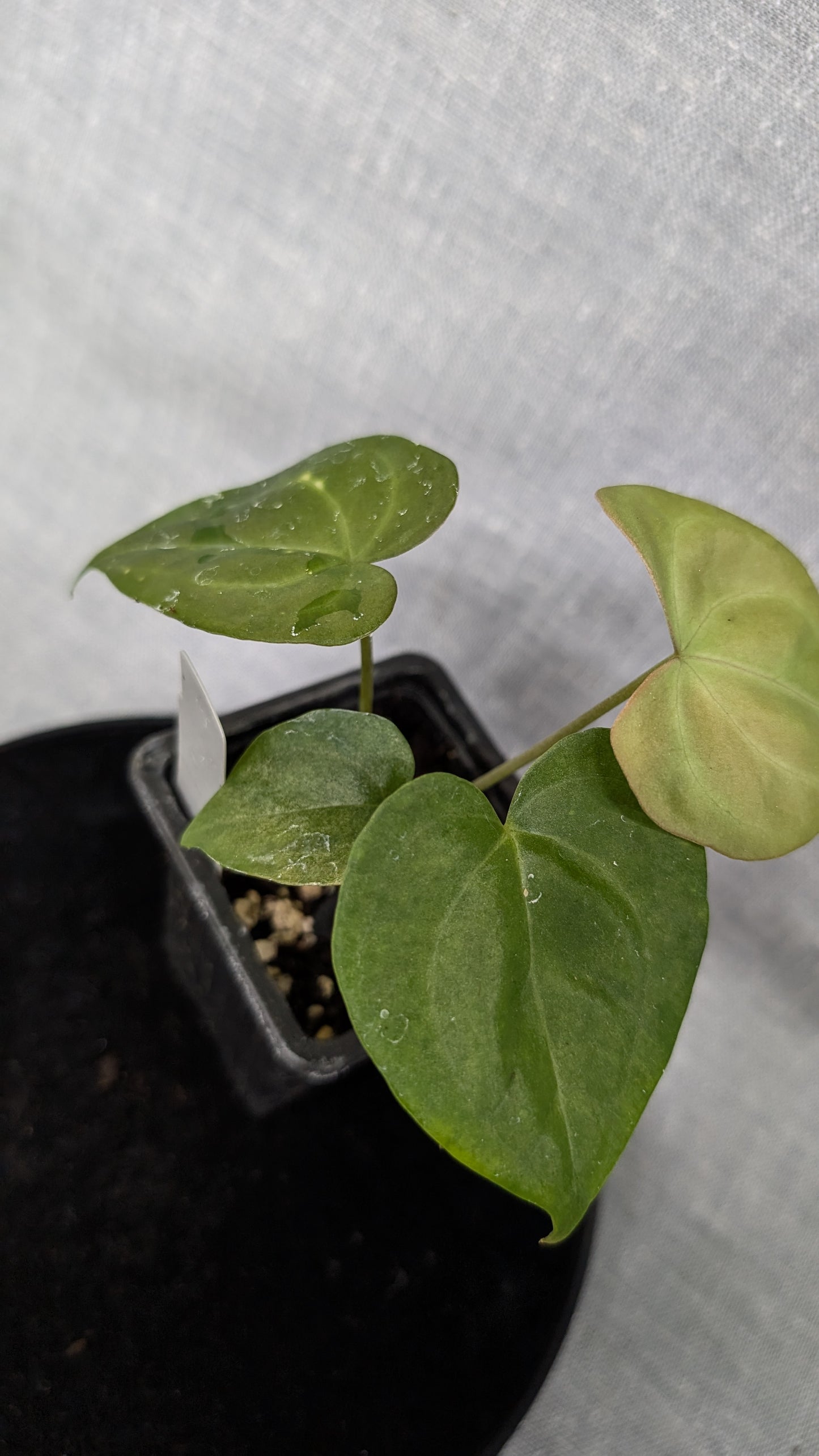 Anthurium Pterodactyl variegata x Clarinervium (or x self)