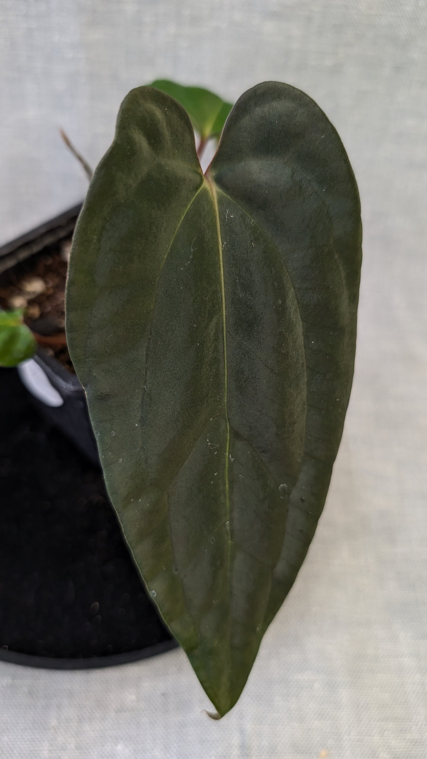 Anthurium Besseae aff 'Black Pillow' x Papillilaminum 'Fort Sherman' seedlings