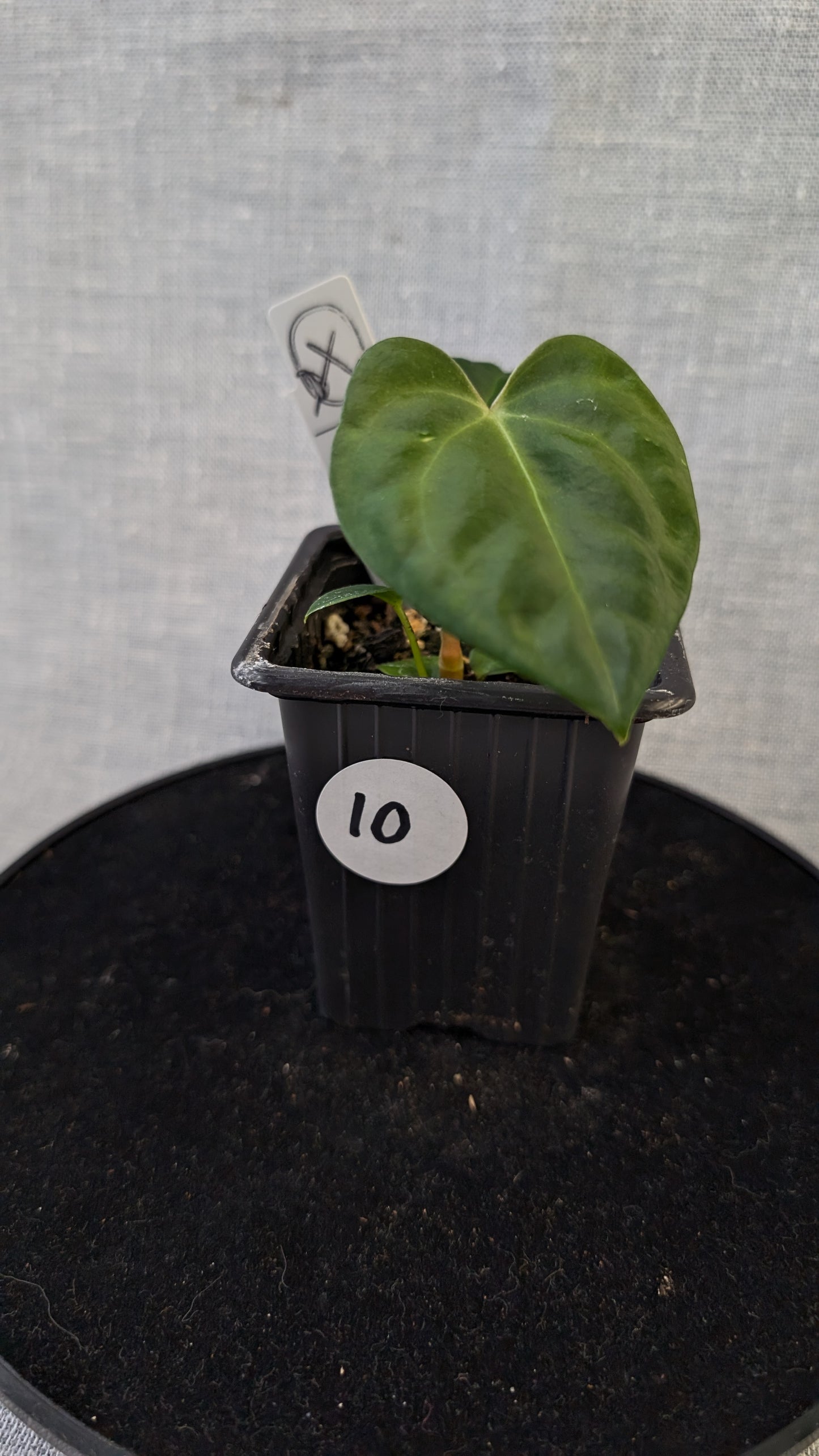 Anthurium Regale 'Dream Catcher' x Mr. Worldwide