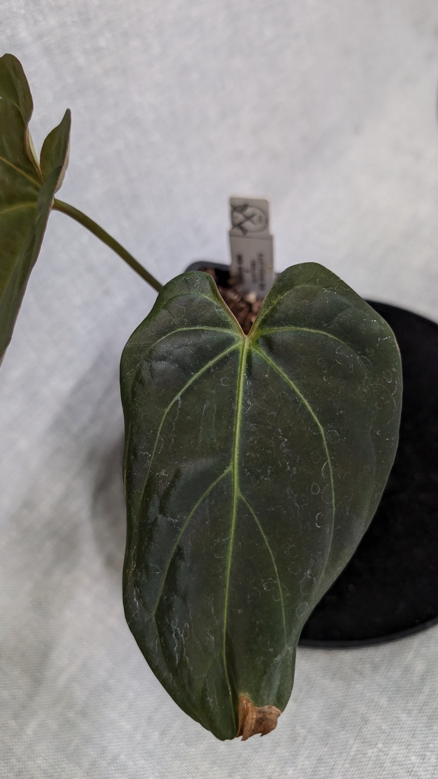 Anthurium Goliath x Red Spider