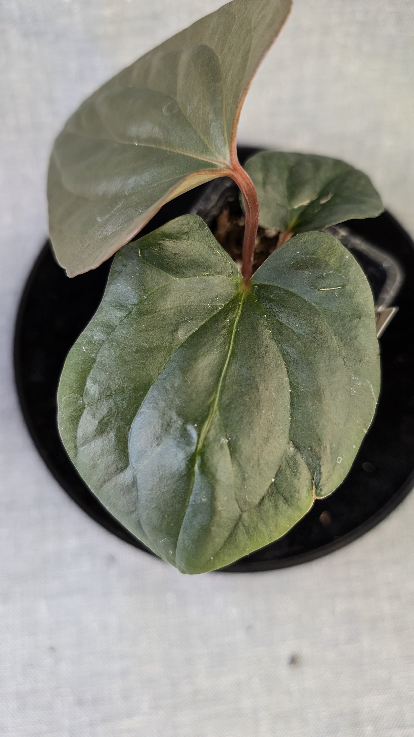 Anthurium Sp. Silver Peru Wide Sinus x Papillilaminum 'Fort Sherman'