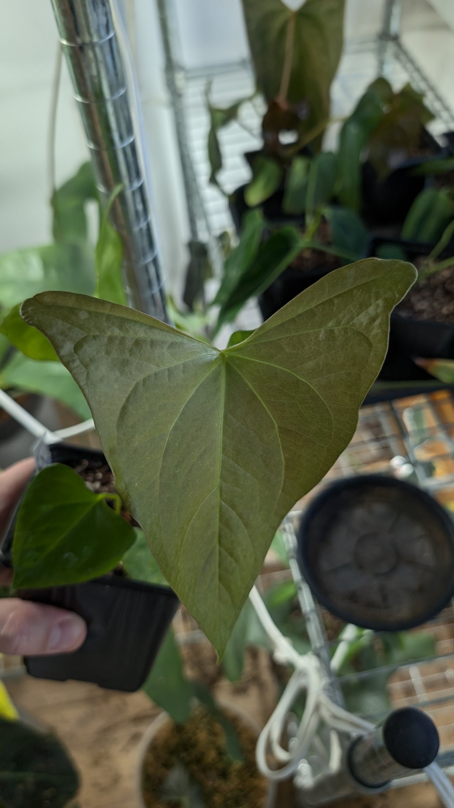 Anthurium 'Mr Worldwide' x Diabloense