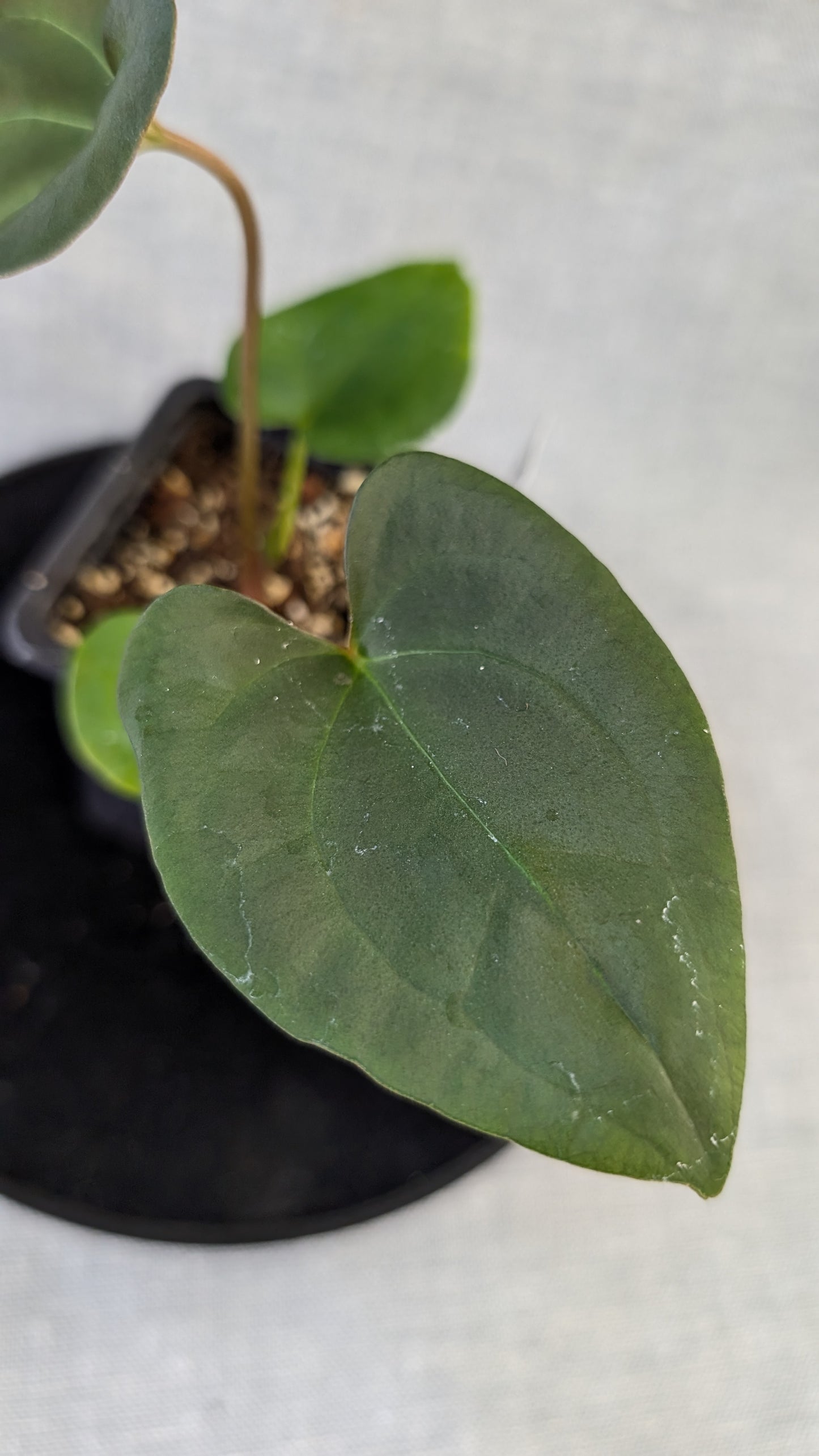 Anthurium Papillilaminum 'Daniel' x Ace of Spagetii