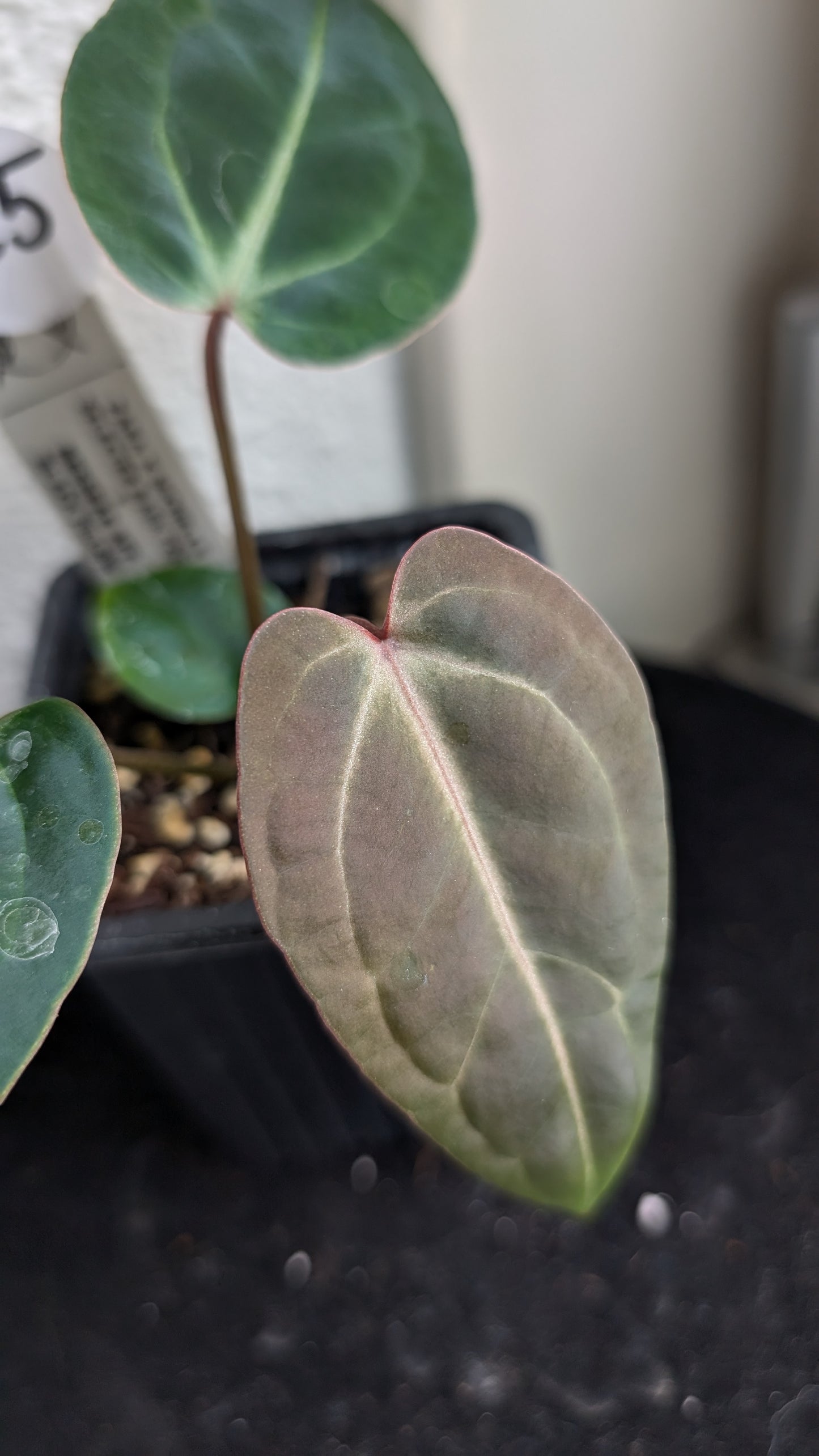 Anthurium Doc Block Zara x Michelle 'Selected Dark Form' x Besseae aff. 'Black Pillow'
