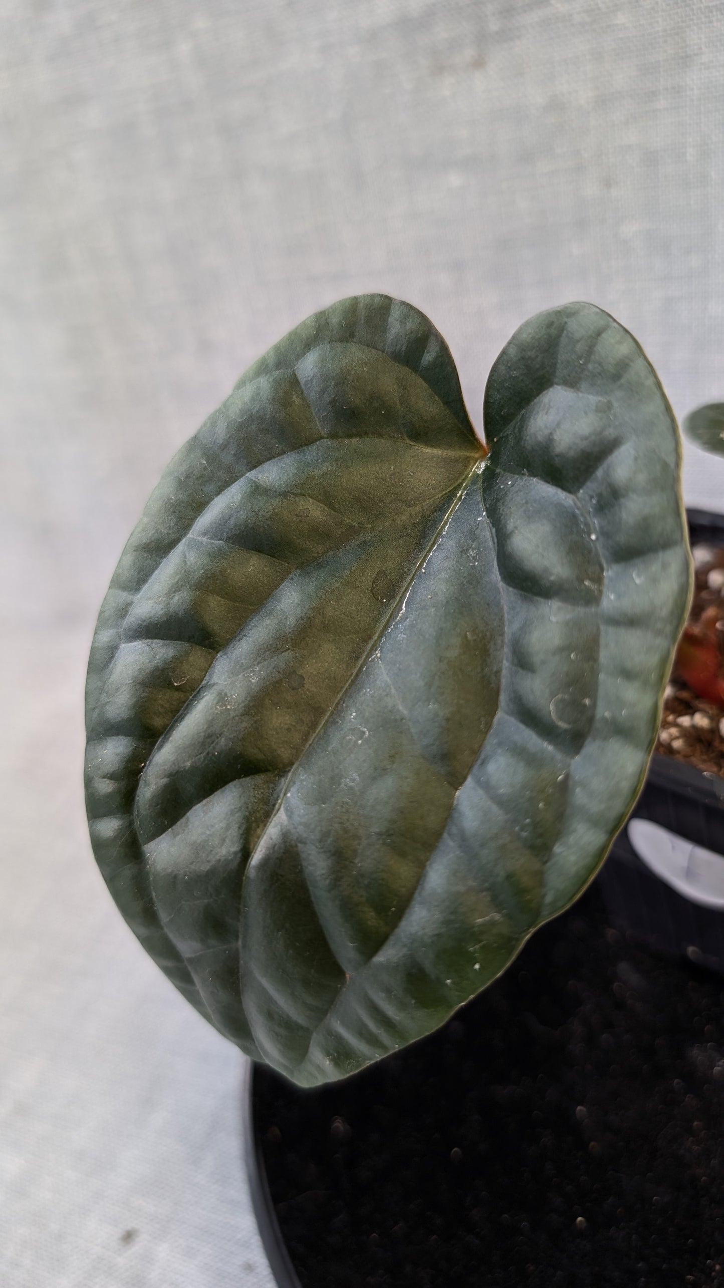Anthurium Luxurians x Papillilaminum 'Fort Sherman'