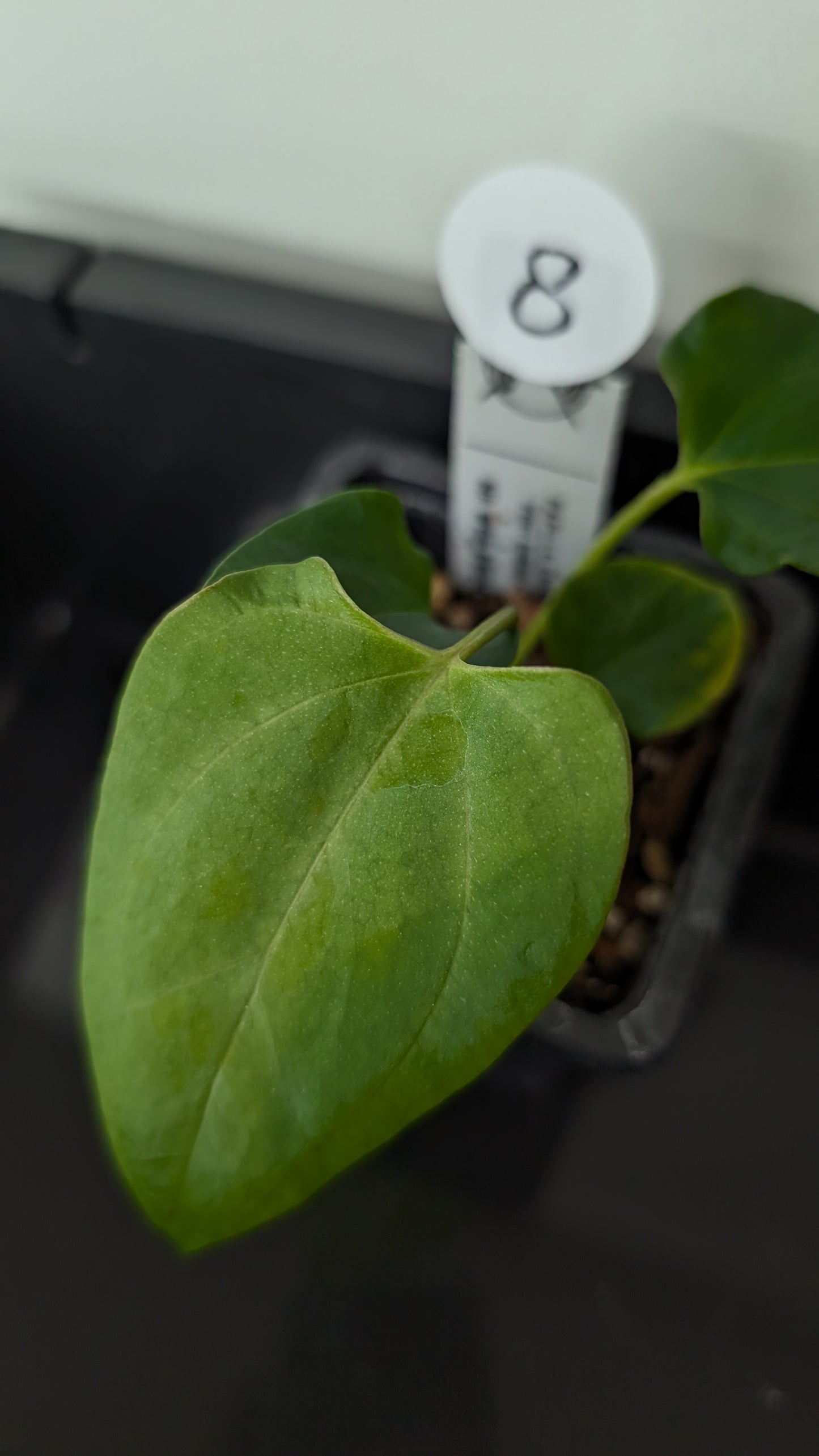 Anthurium Papillilaminum 'Fort Sherman' x Mr. Worldwide