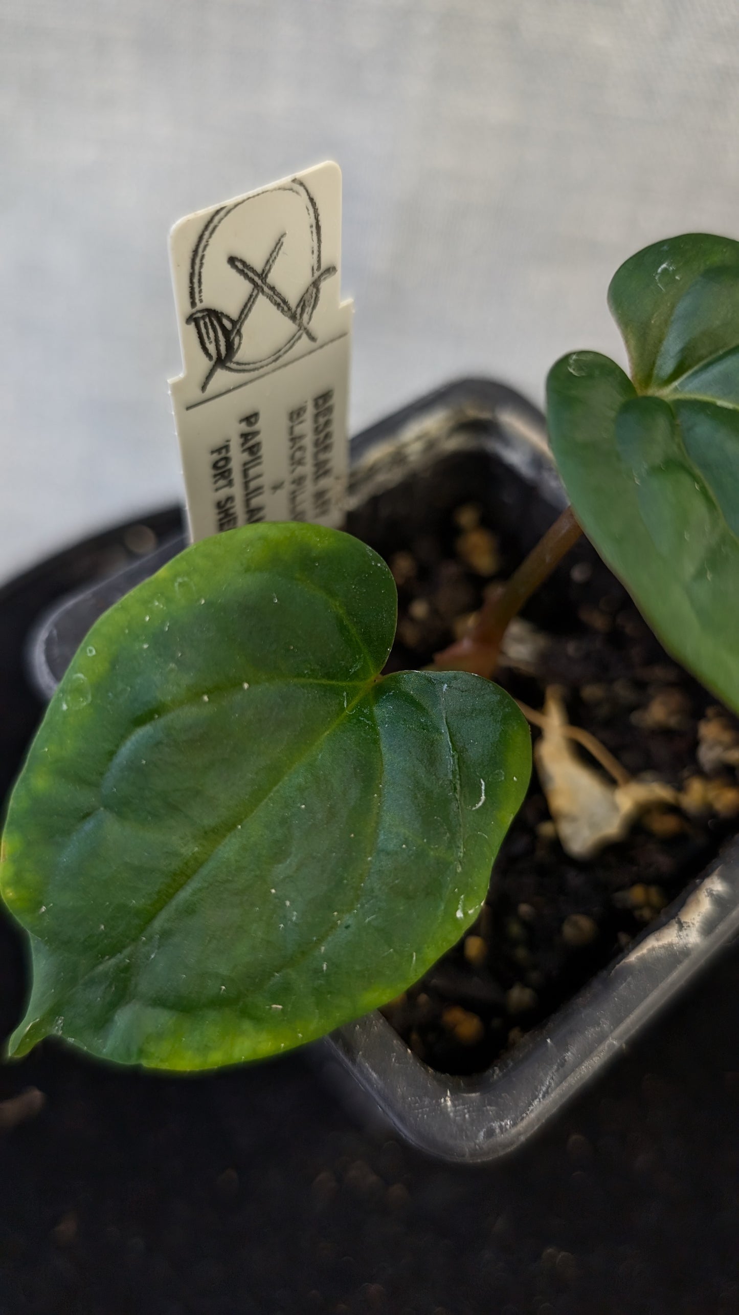 Anthurium Besseae aff 'Black Pillow' x Papillilaminum 'Fort Sherman' seedlings