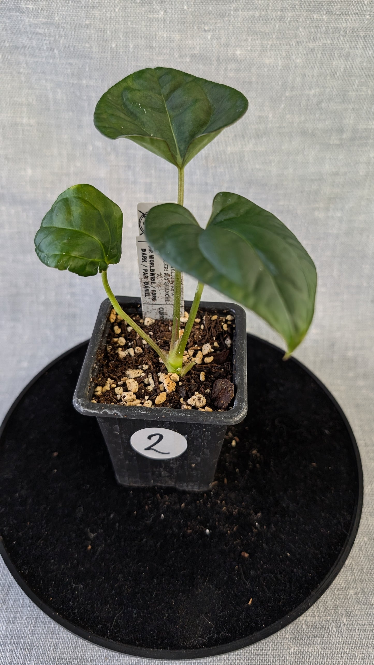 Anthurium (Carlablackiae x Dressleri Rio Guanche) x Mr Worldwide OR Forgetii Dark OR Papillilaminum Daniel