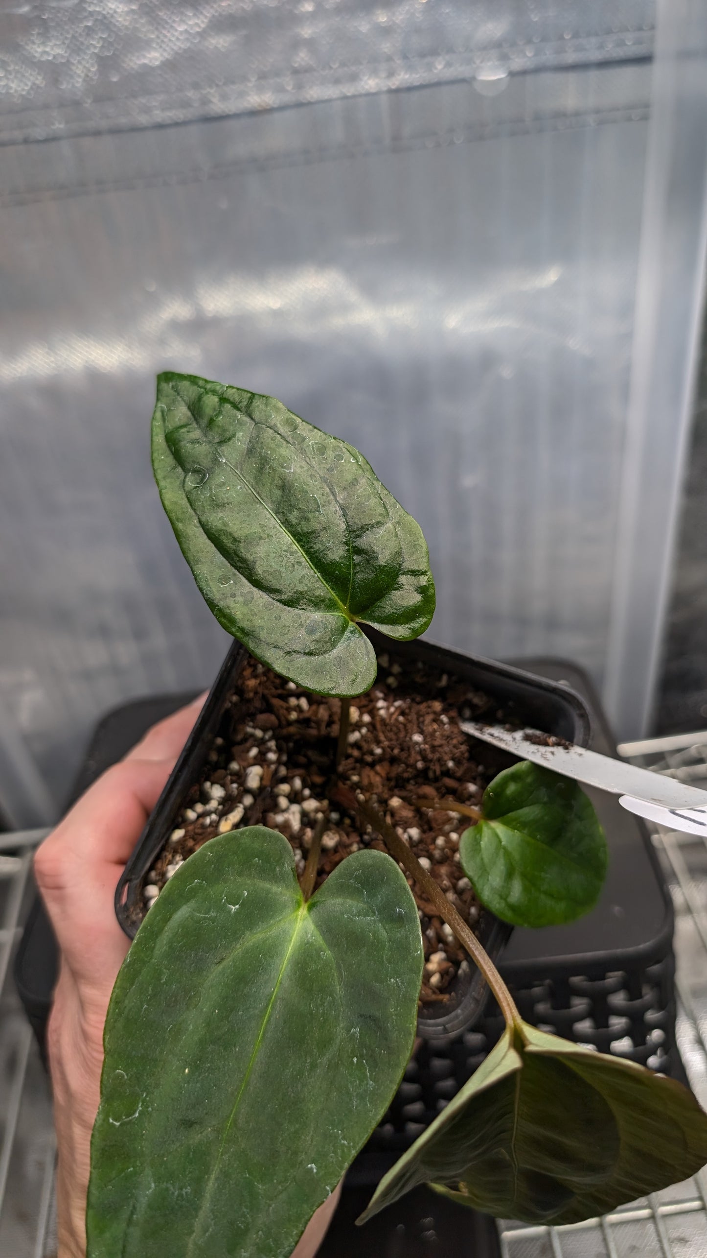 Anthurium Besseae aff 'Black Pillow' x Papillilaminum 'Fort Sherman' seedlings