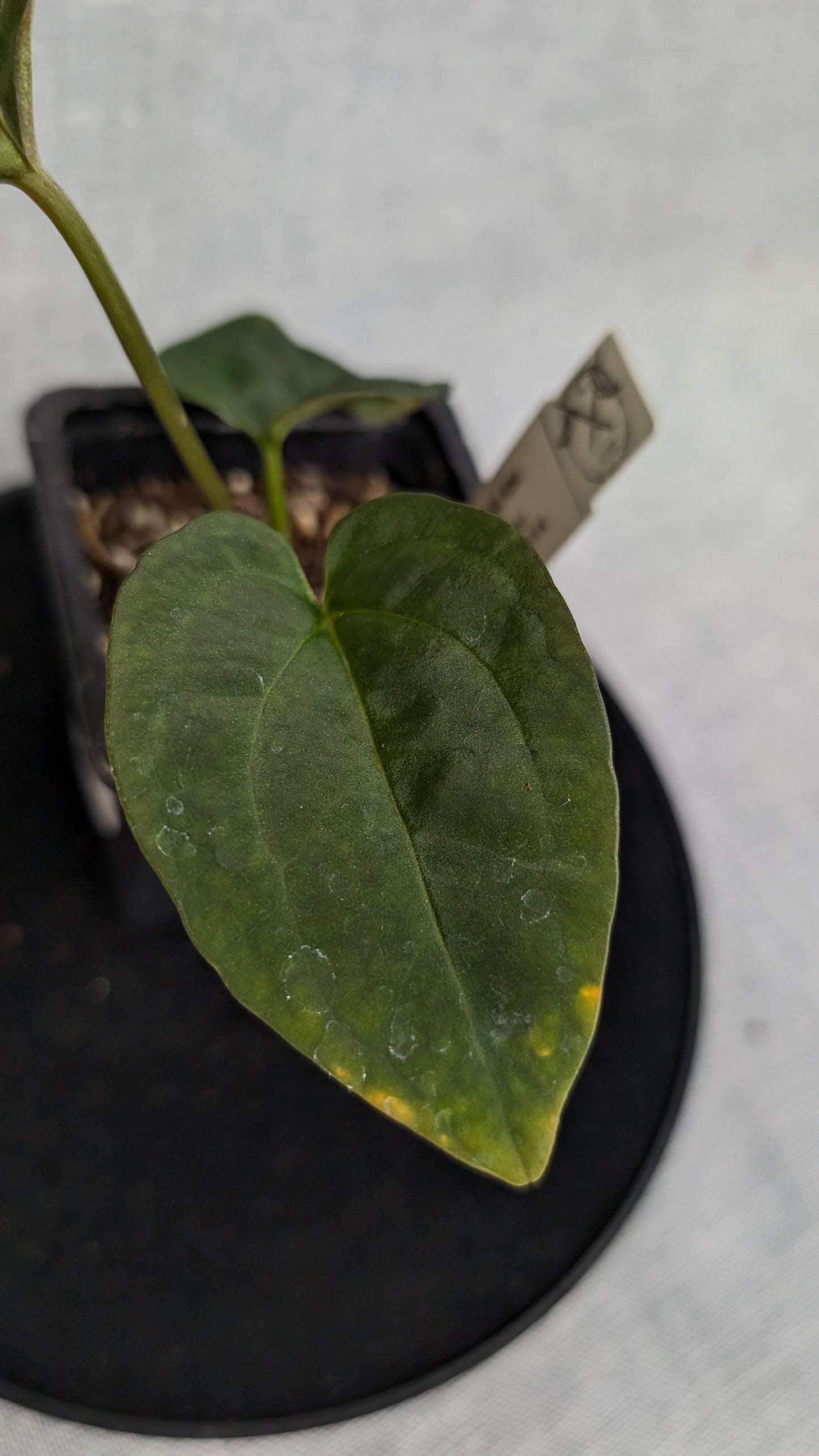 Anthurium Goliath x Red Spider
