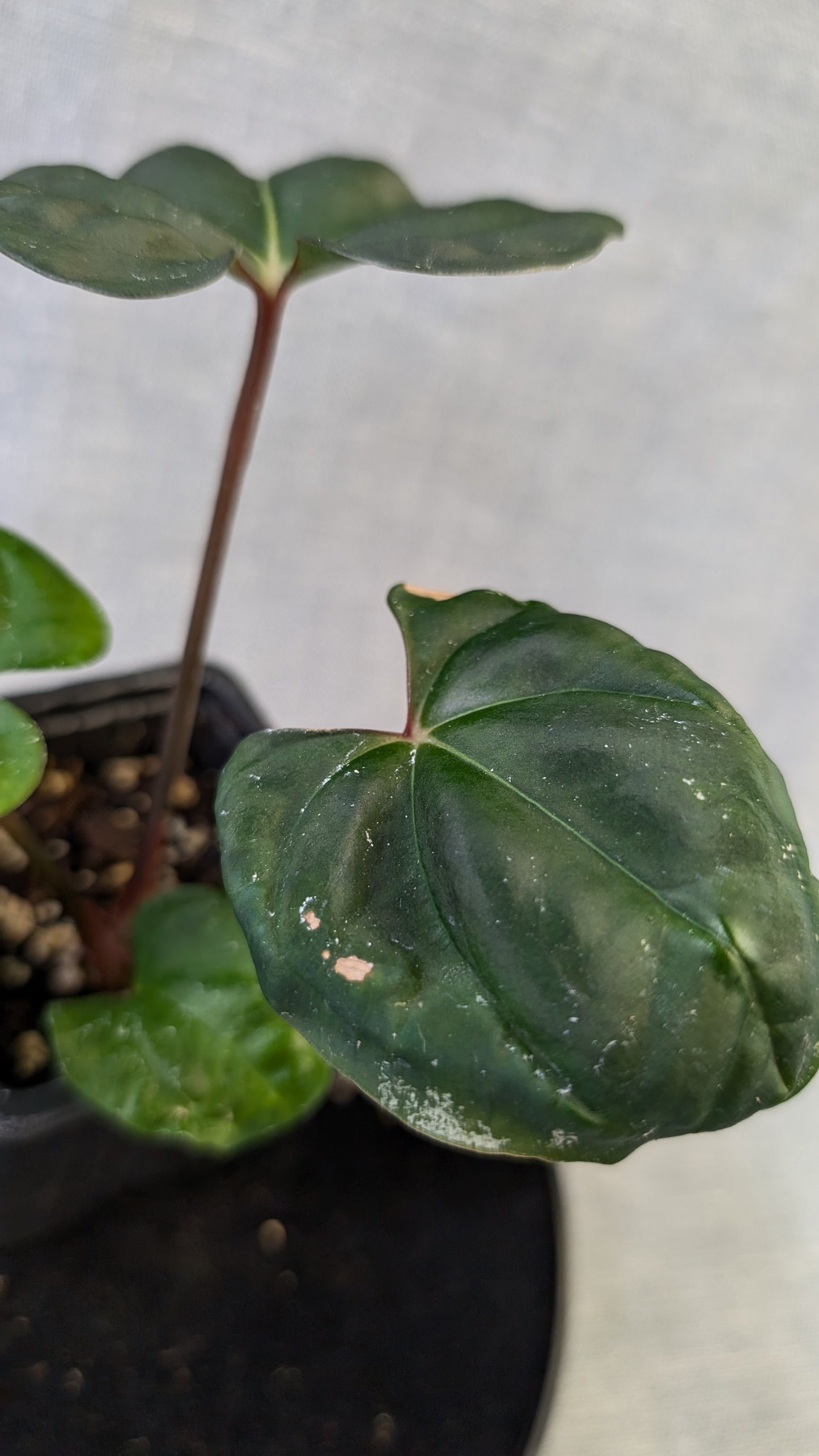 Anthurium Besseae aff 'Black Pillow' x Papillilaminum 'Fort Sherman' seedlings