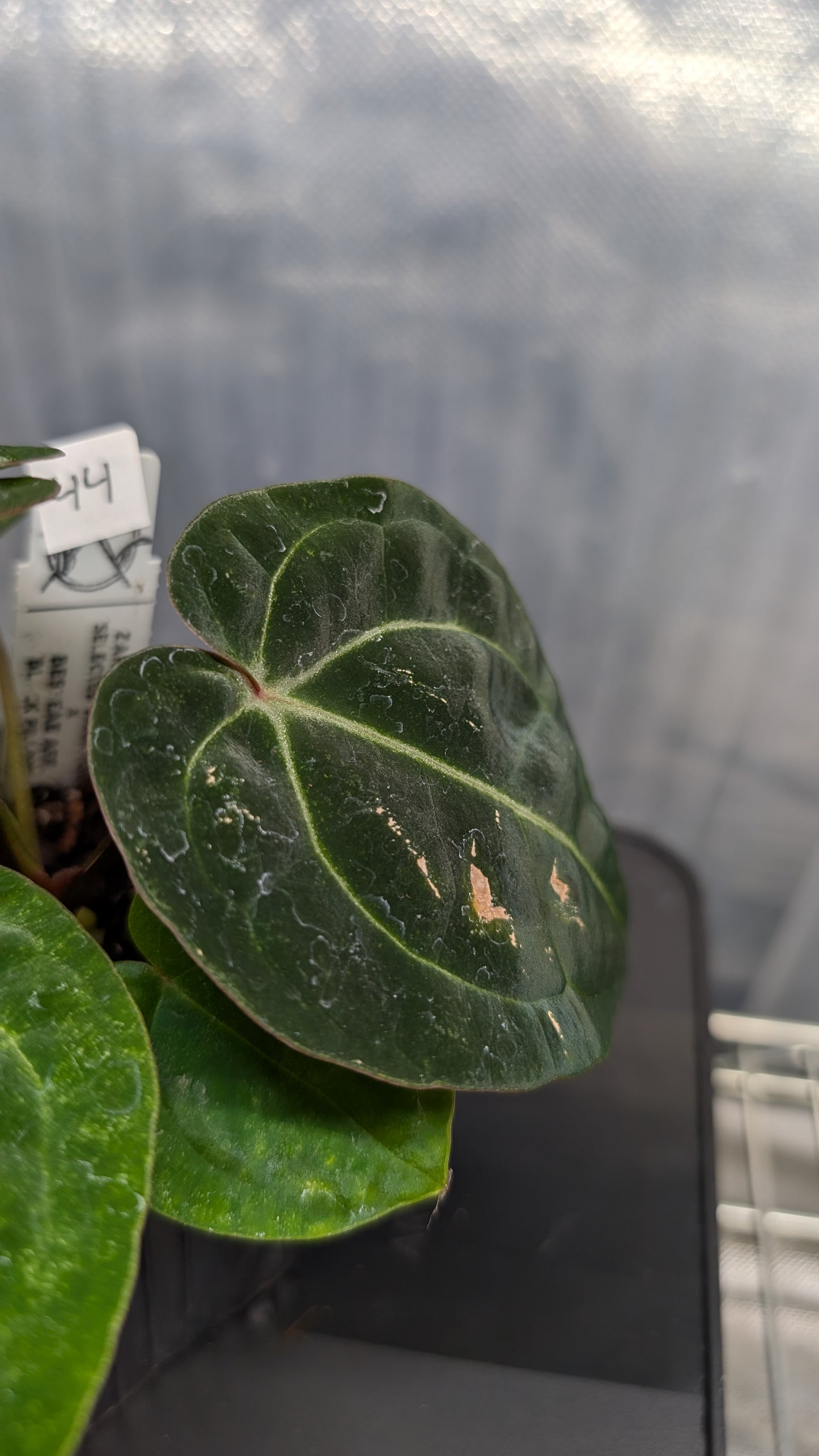 Anthurium Doc Block Zara x Michelle 'Selected Dark Form' x Besseae aff. 'Black Pillow'