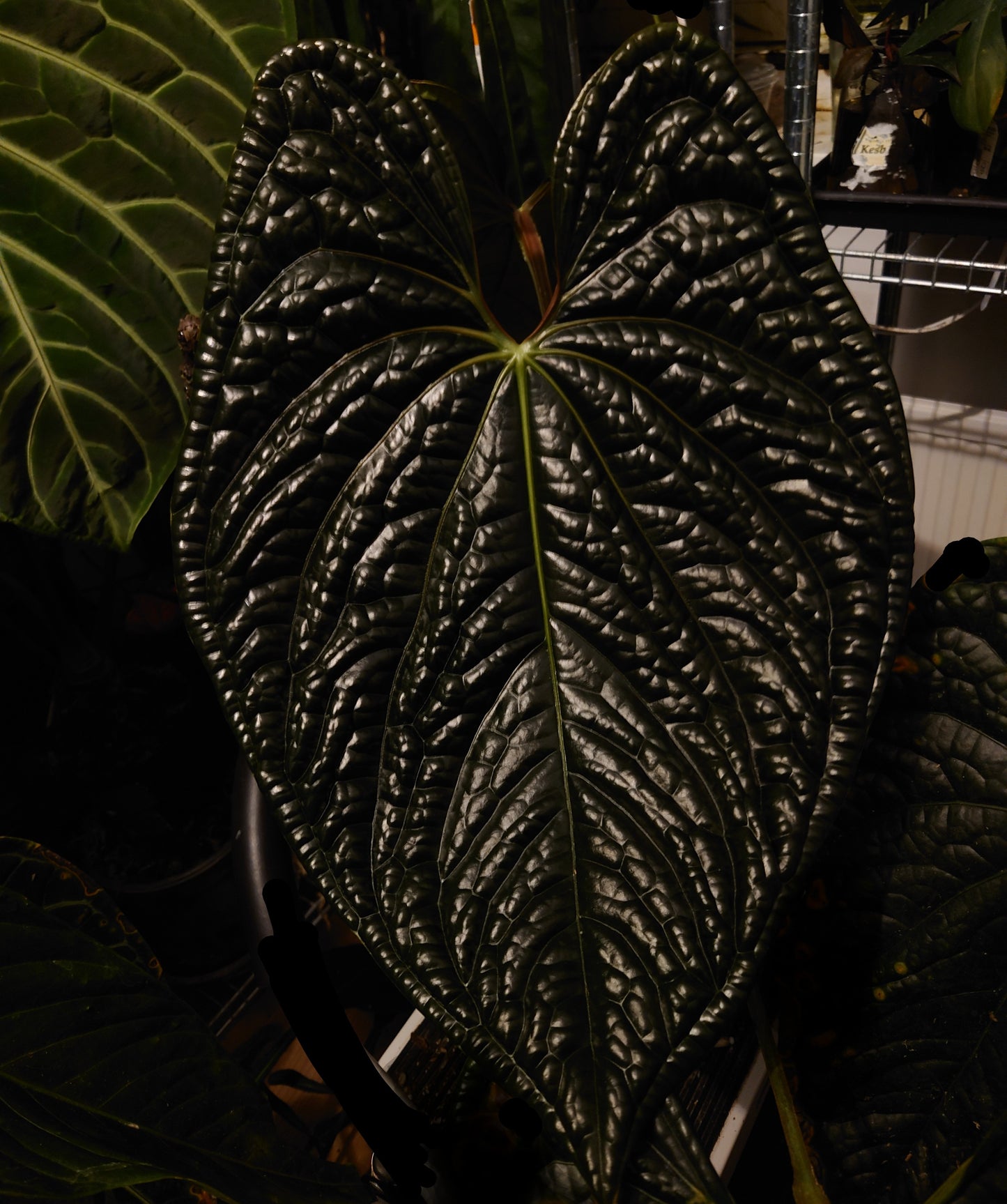 Anthurium 'Ace of Spagetii' x Luxurians