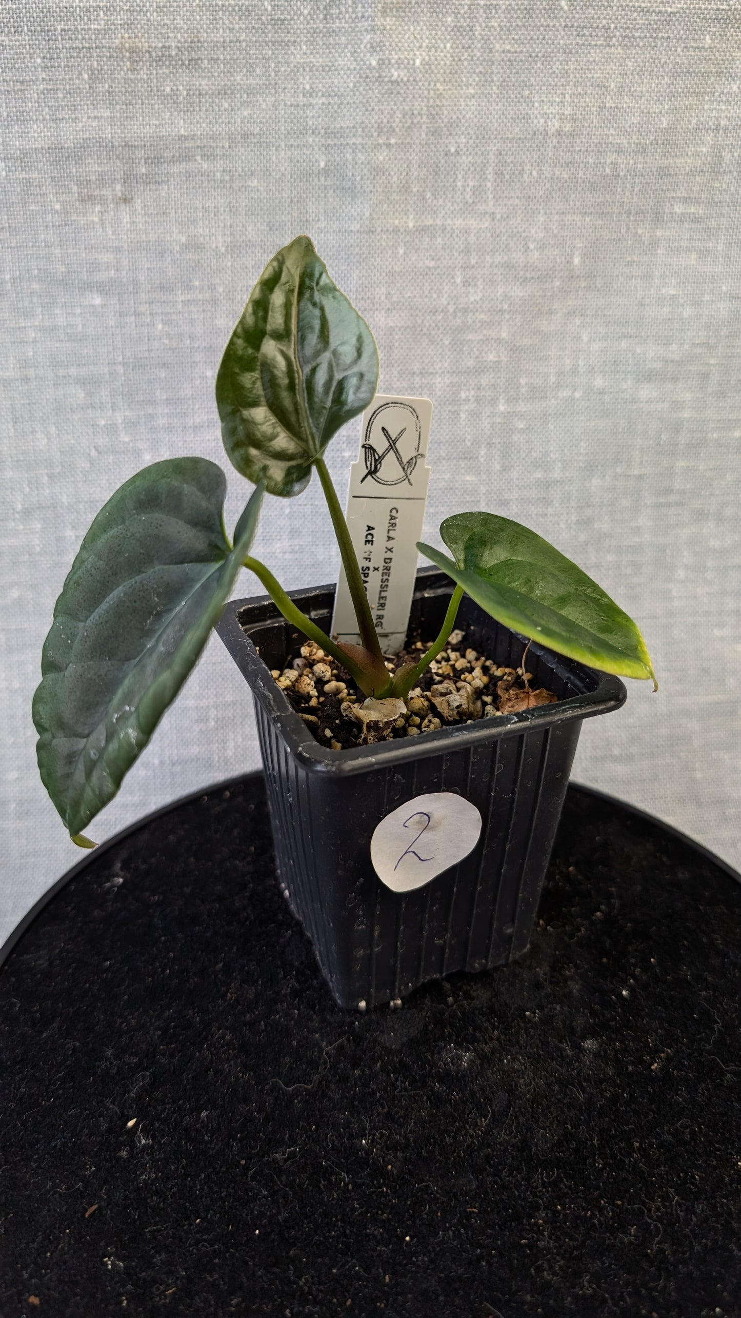 Anthurium (Carlablackiae x Dressleri Rio Guanche) X 'Ace of Spagetii'