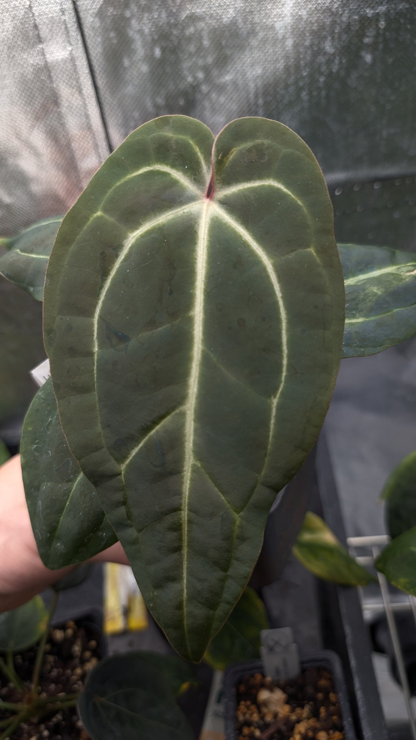 Anthurium Doc Block Zara x Michelle 'Selected Dark Form' x Besseae aff. 'Black Pillow'