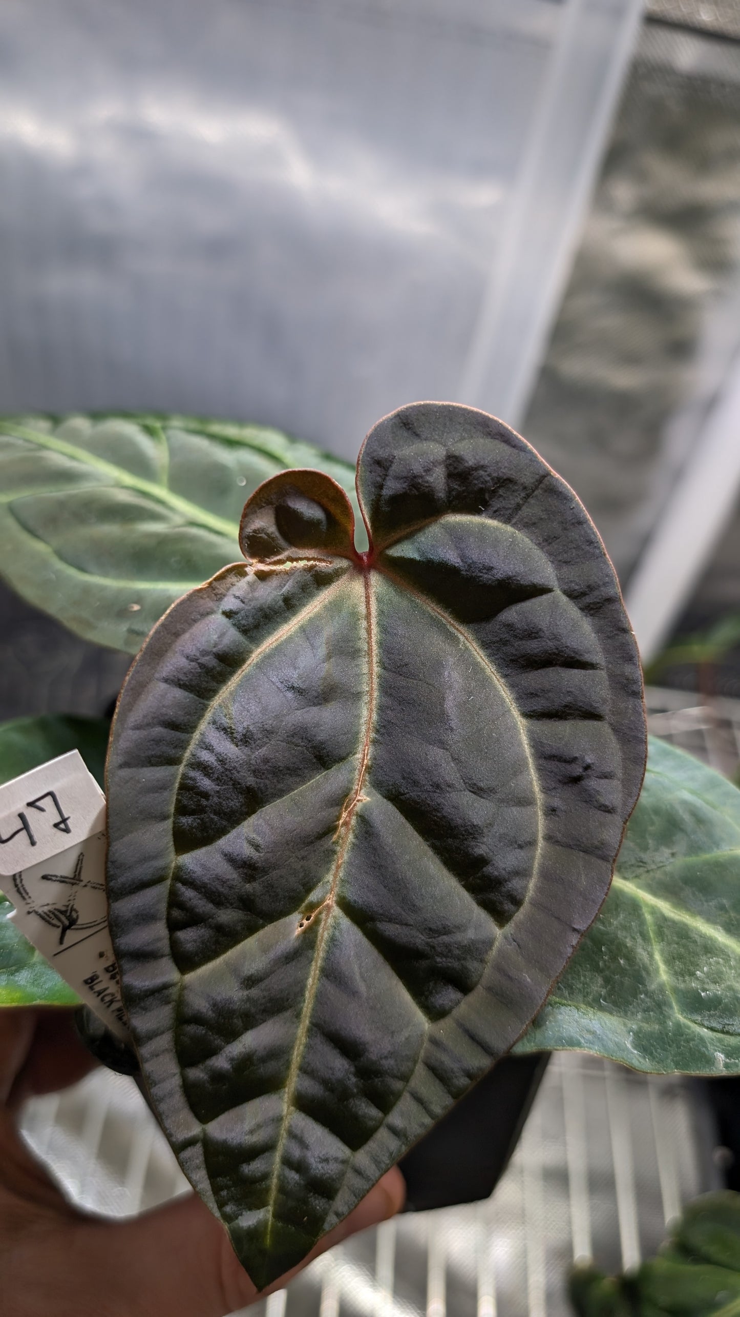 Anthurium Doc Block Zara x Michelle 'Selected Dark Form' x Besseae aff. 'Black Pillow'