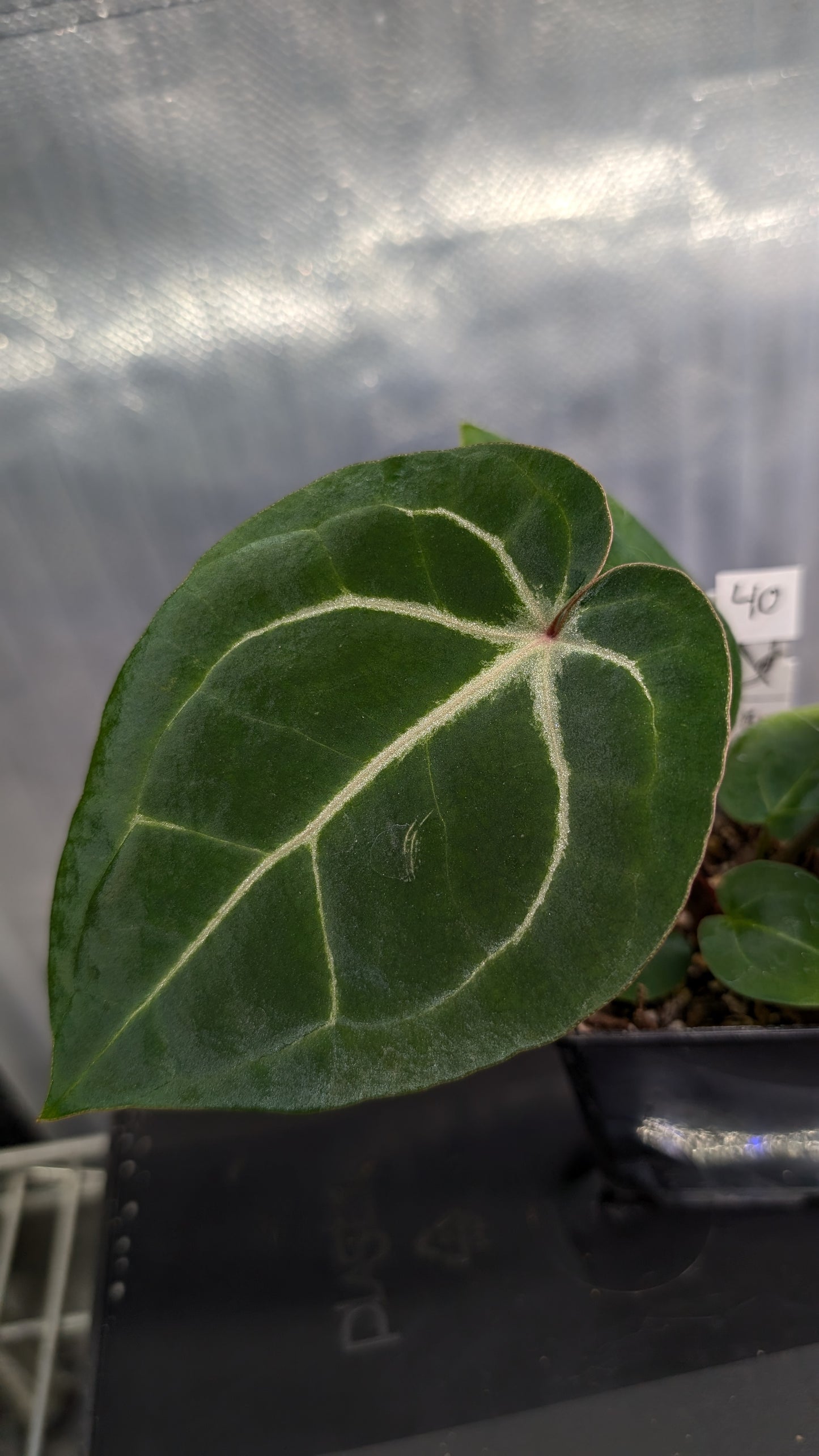 Anthurium Doc Block Zara x Michelle 'Selected Dark Form' x Besseae aff. 'Black Pillow'