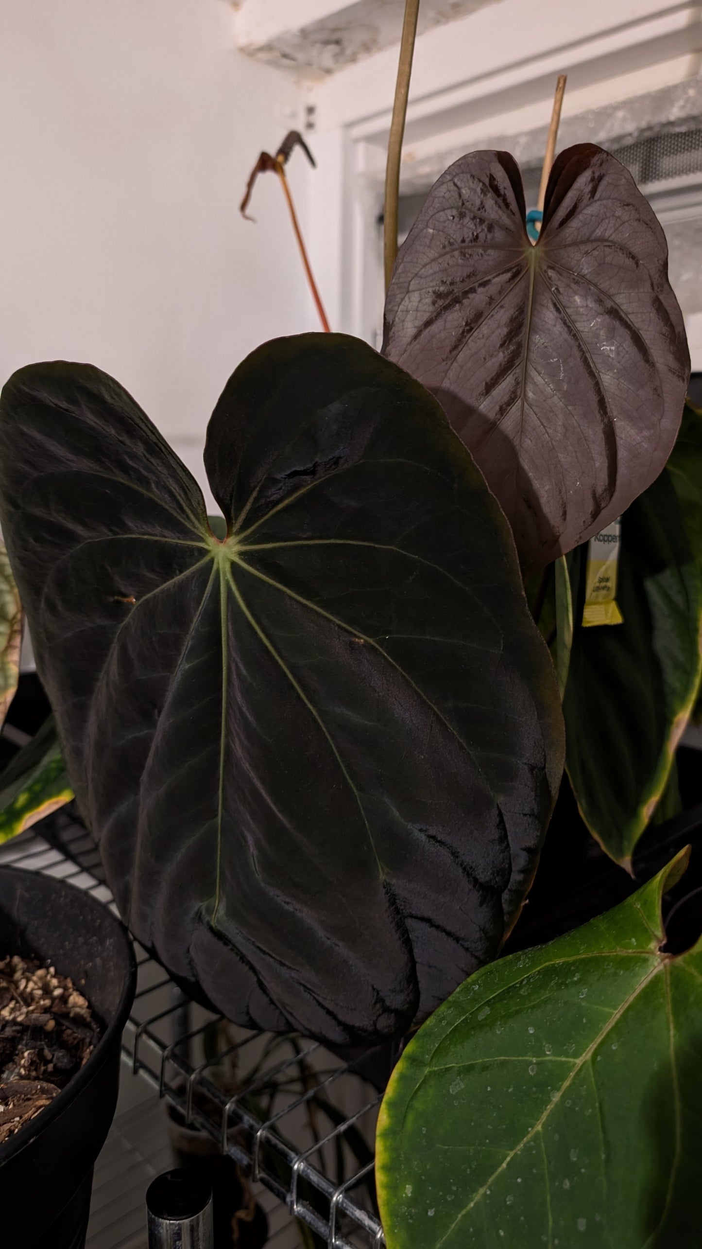 Anthurium Ace of Spagetii x BVEP 'Round x Felix'