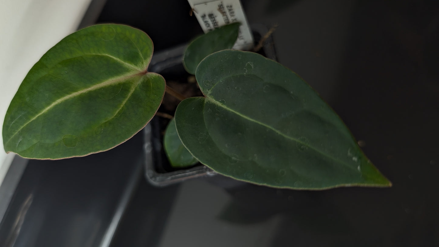Anthurium Doc Block Zara x Michelle 'Selected Dark Form' x Besseae aff. 'Black Pillow'