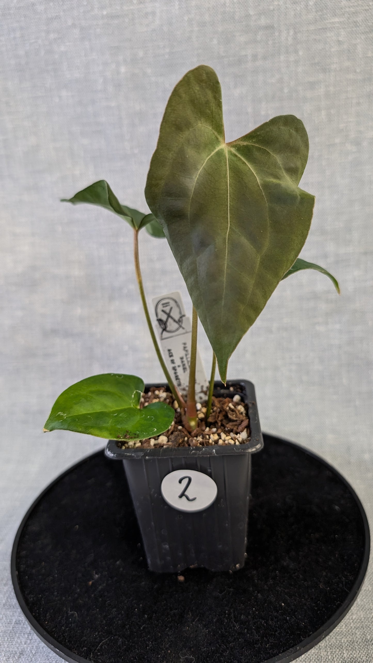 Anthurium Papillilaminum 'Daniel' x Ace of Spagetii