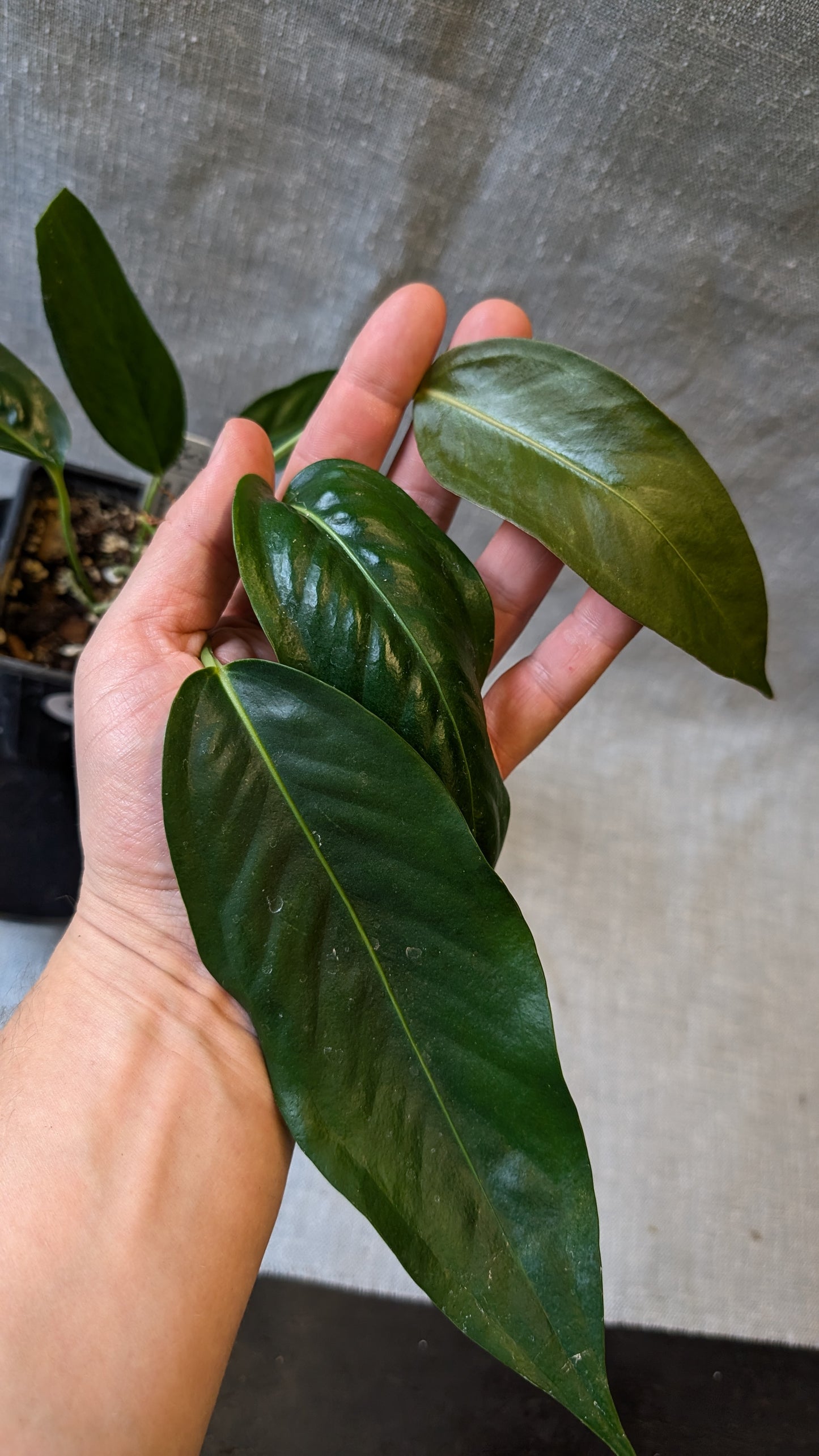 Anthurium Scherzerianum x Wendlingeri