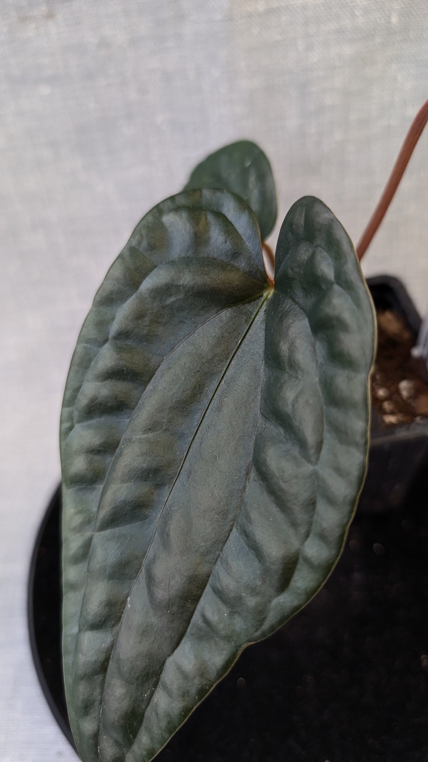 Anthurium Luxurians x Papillilaminum 'Fort Sherman'