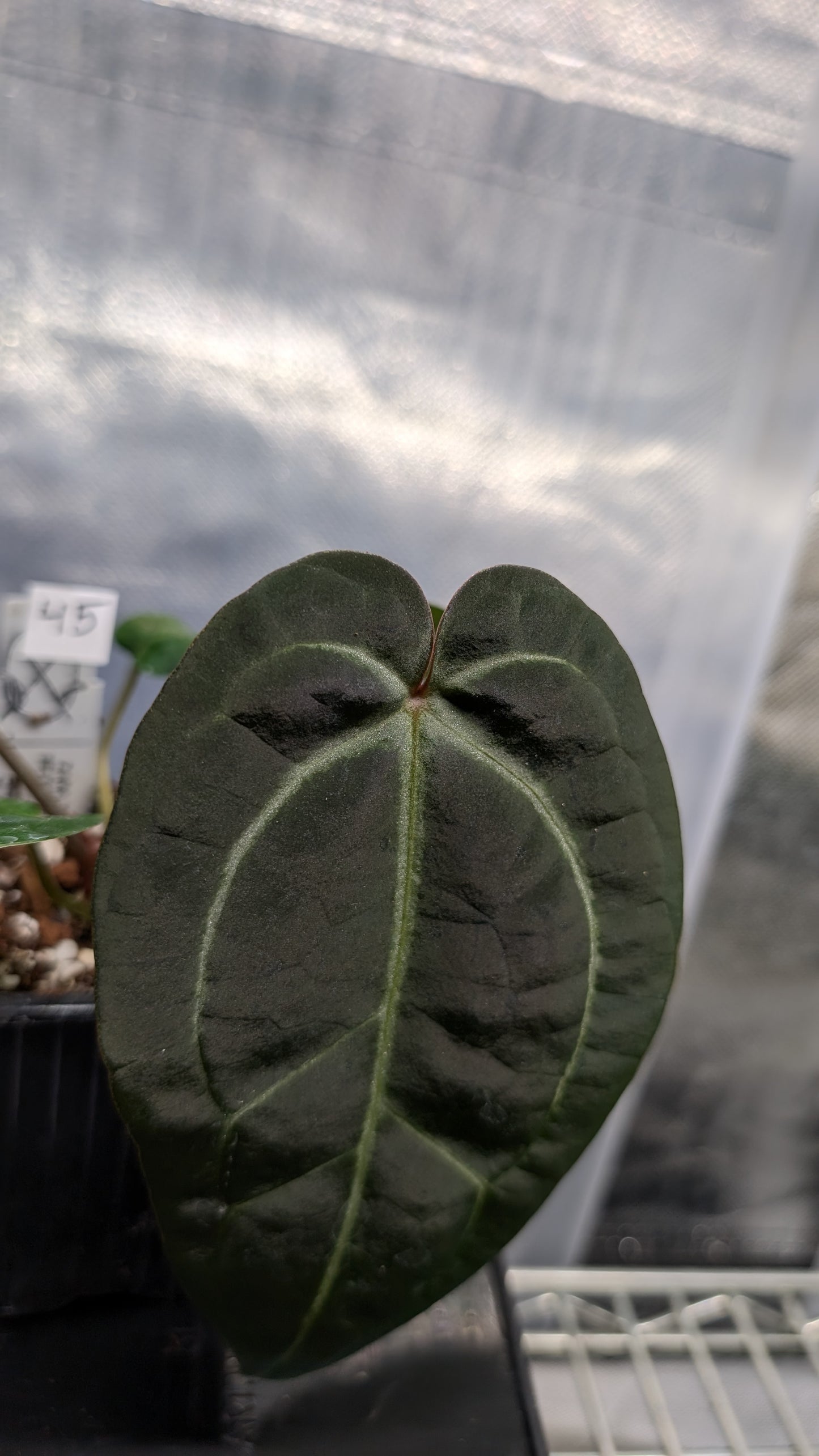 Anthurium Doc Block Zara x Michelle 'Selected Dark Form' x Besseae aff. 'Black Pillow'