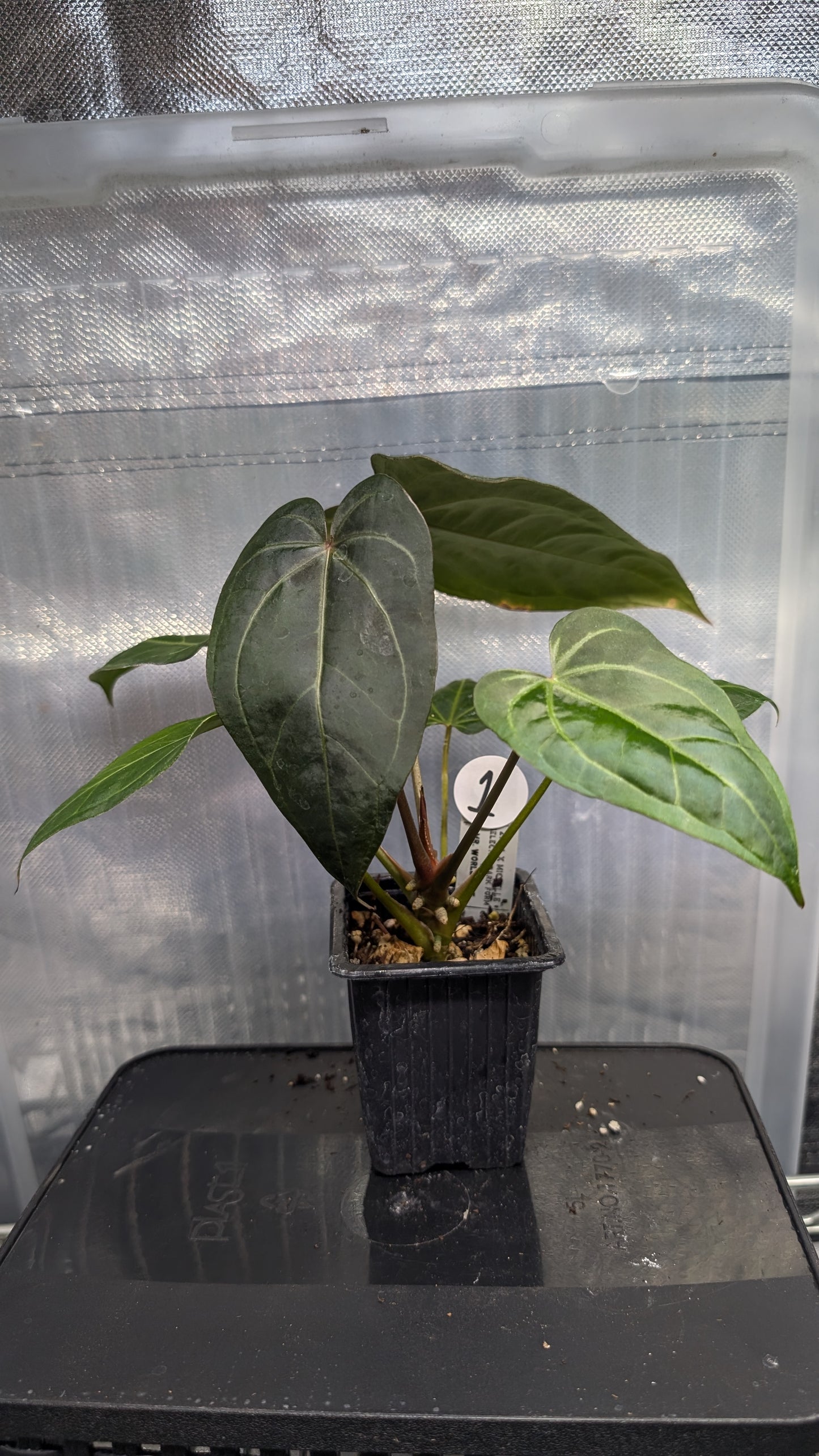 Anthurium Doc Block 'Zara' x 'Michelle' Selected Dark Form x Mr. Worldwide