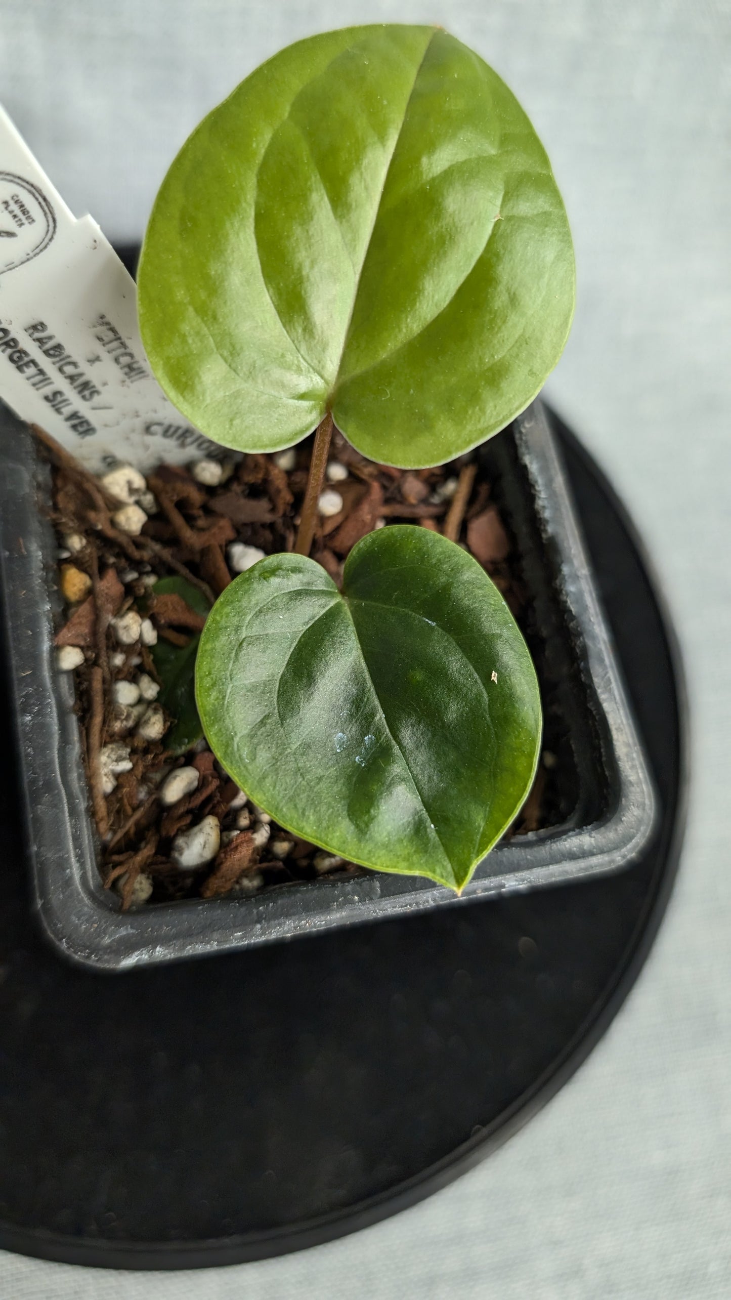 Anthurium Veitchii x Radicans (Unique Curious Plants-cross)