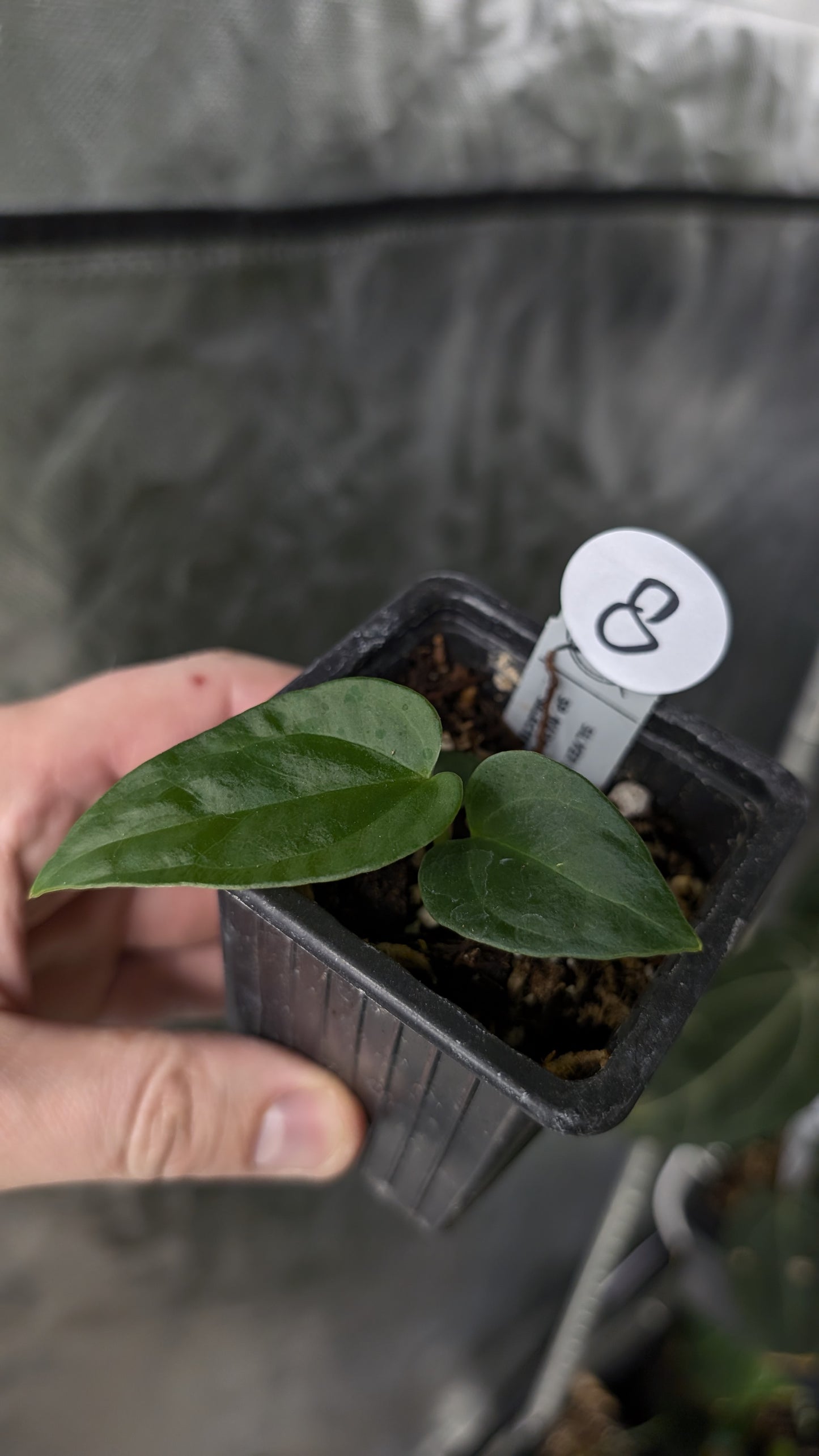 Anthurium Silver Blush Mint x Sp. Napo x Luxurians