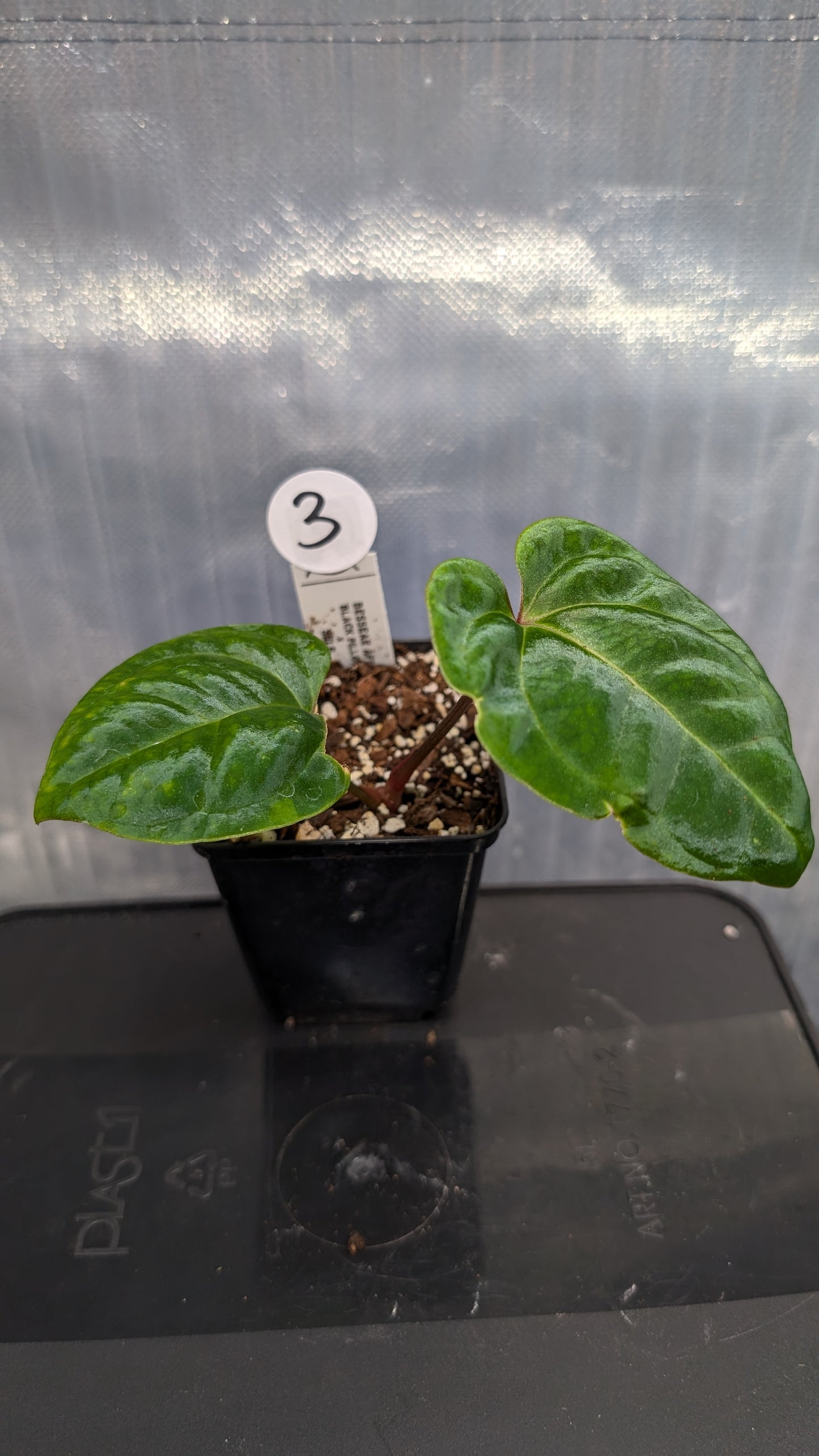Anthurium Besseae aff. 'Black Pillow'