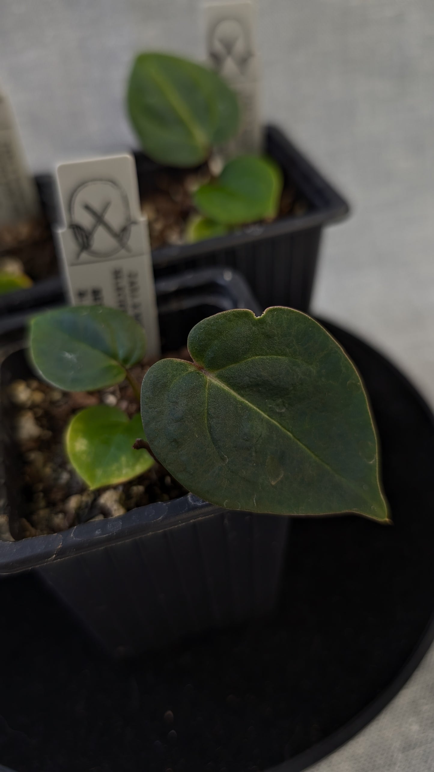 Anthurium Doc Block 'Zara' x 'Michelle' Selected Dark Form x Besseae aff. 'Black Pillow'