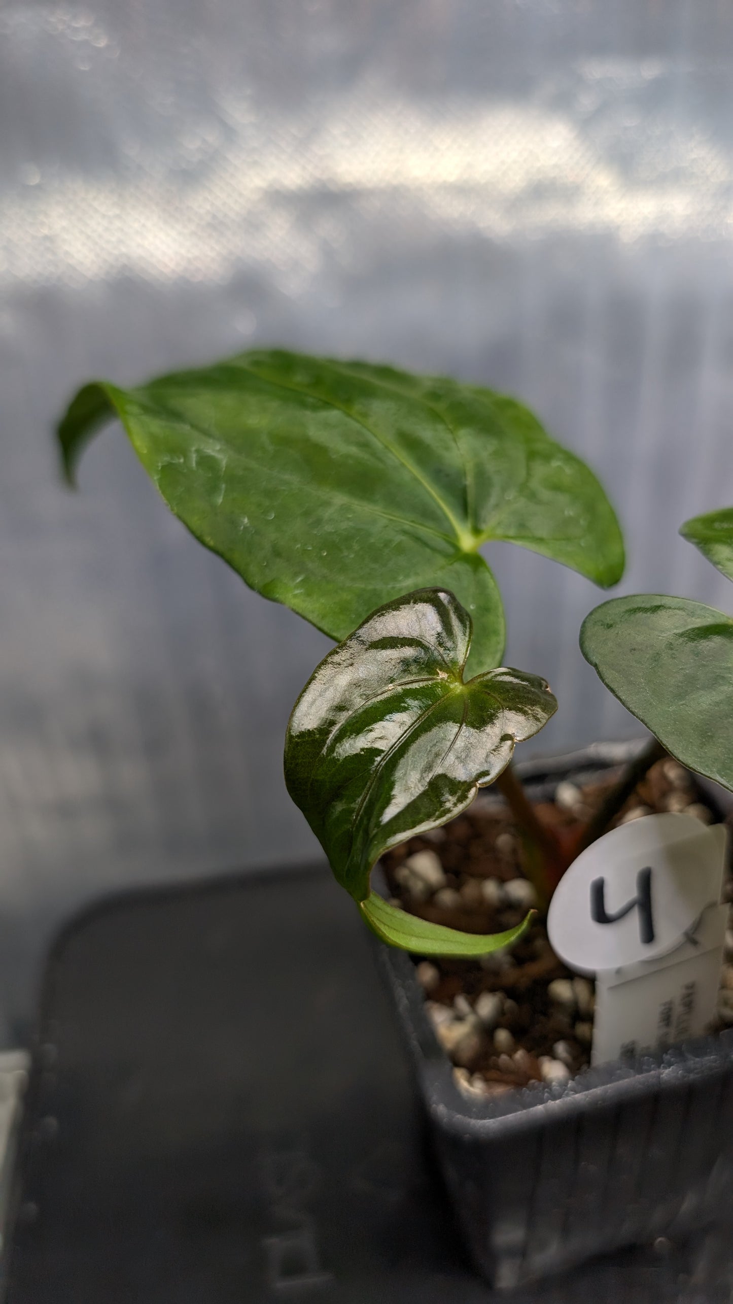 Anthurium Papillilaminum 'Fort Sherman'