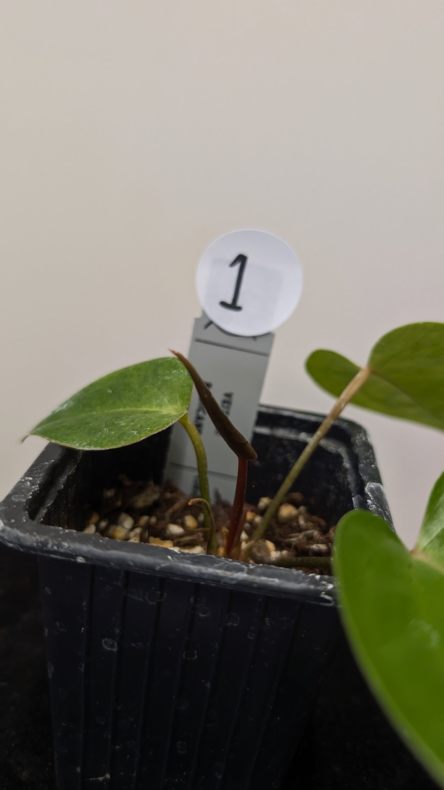 Anthurium Veitchii x Radicans (Unique Curious Plants-cross)